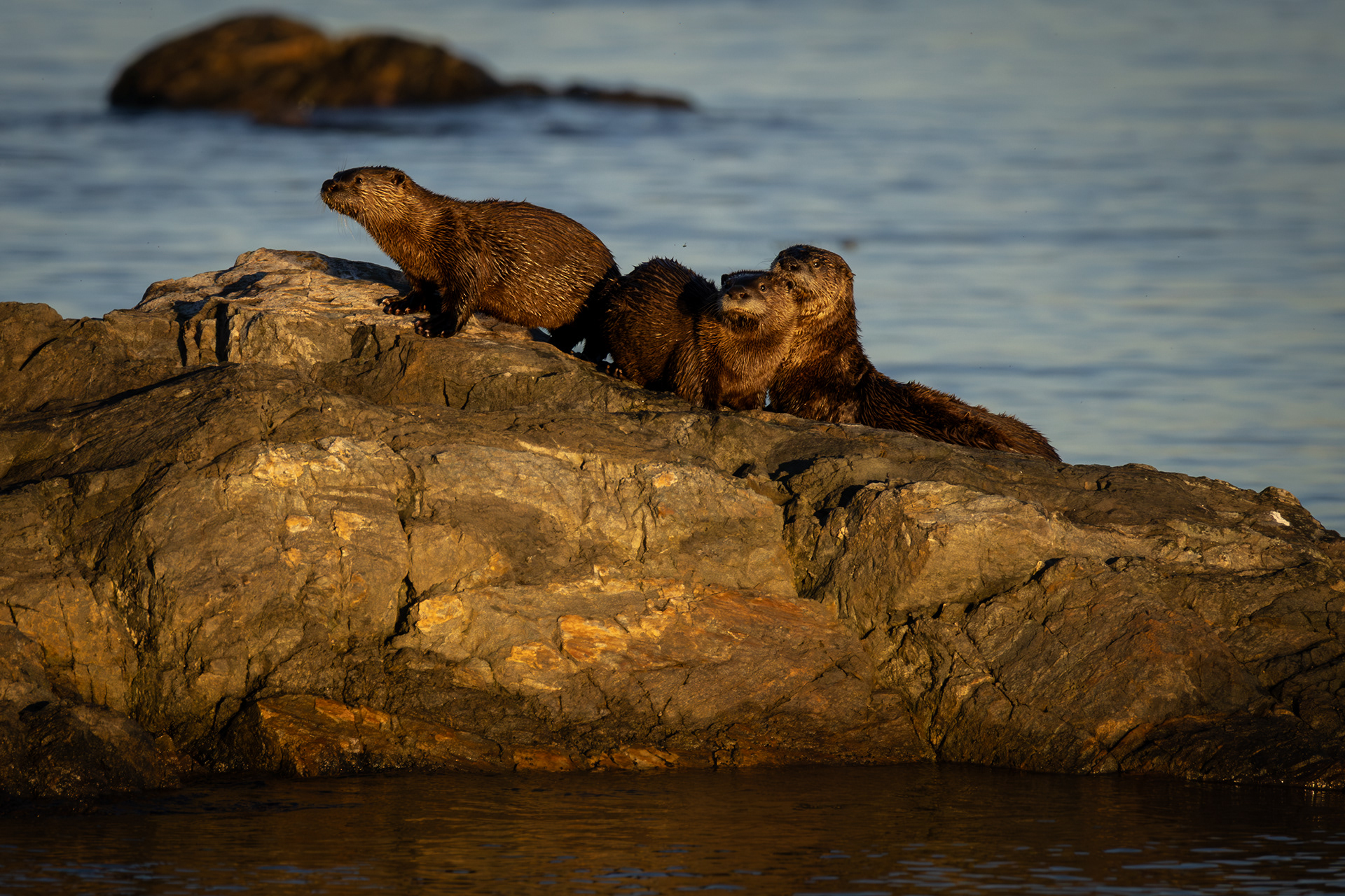 River Otters