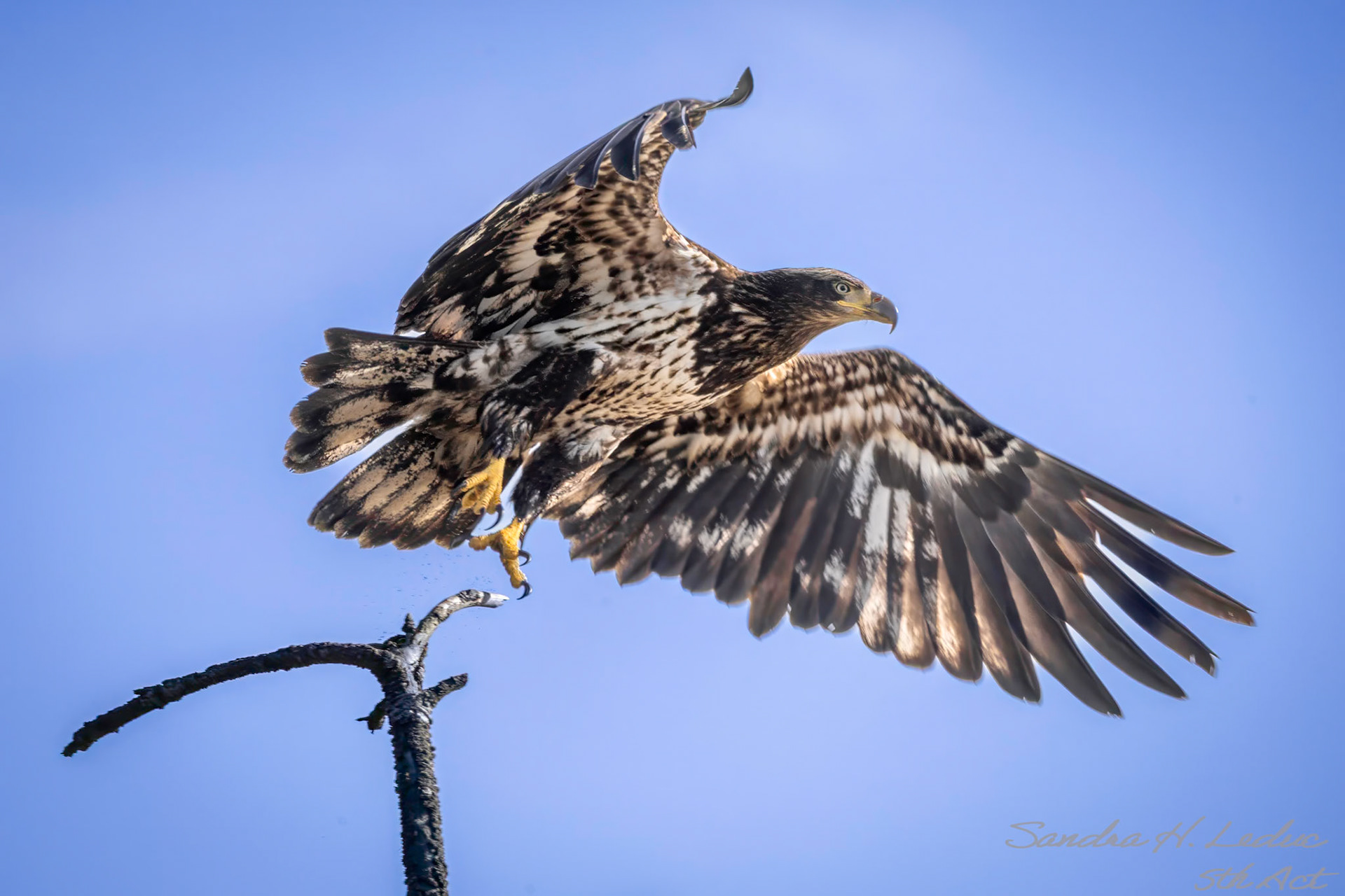Juvenile Bald Eagle