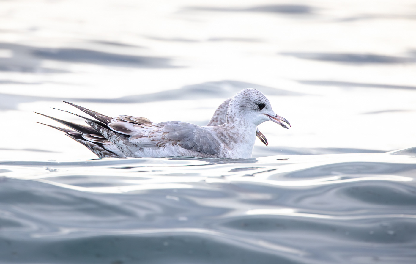 Short-Billed