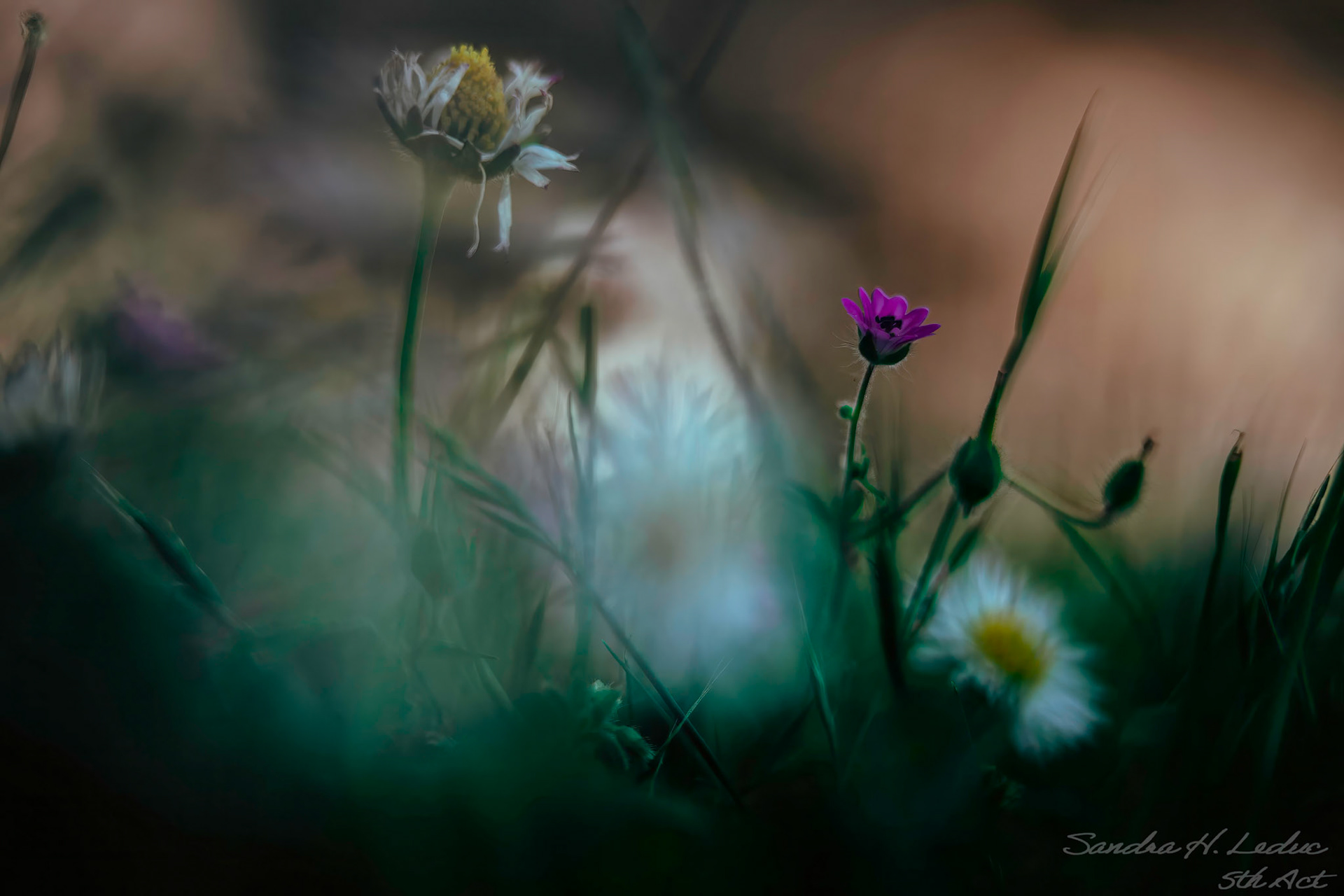 School Field - getting low