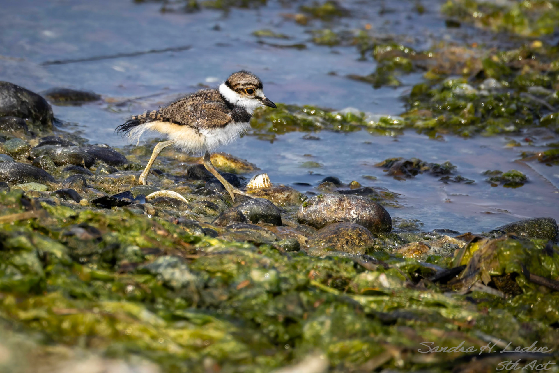 itsy, bitsy, baby killdeer