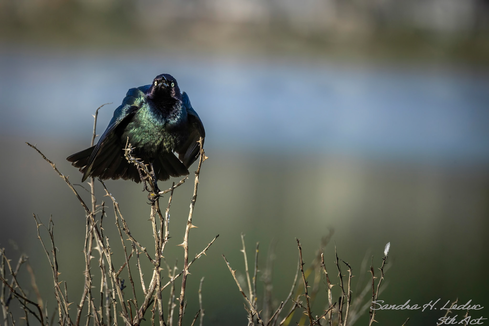 Brews Black Bird calling me