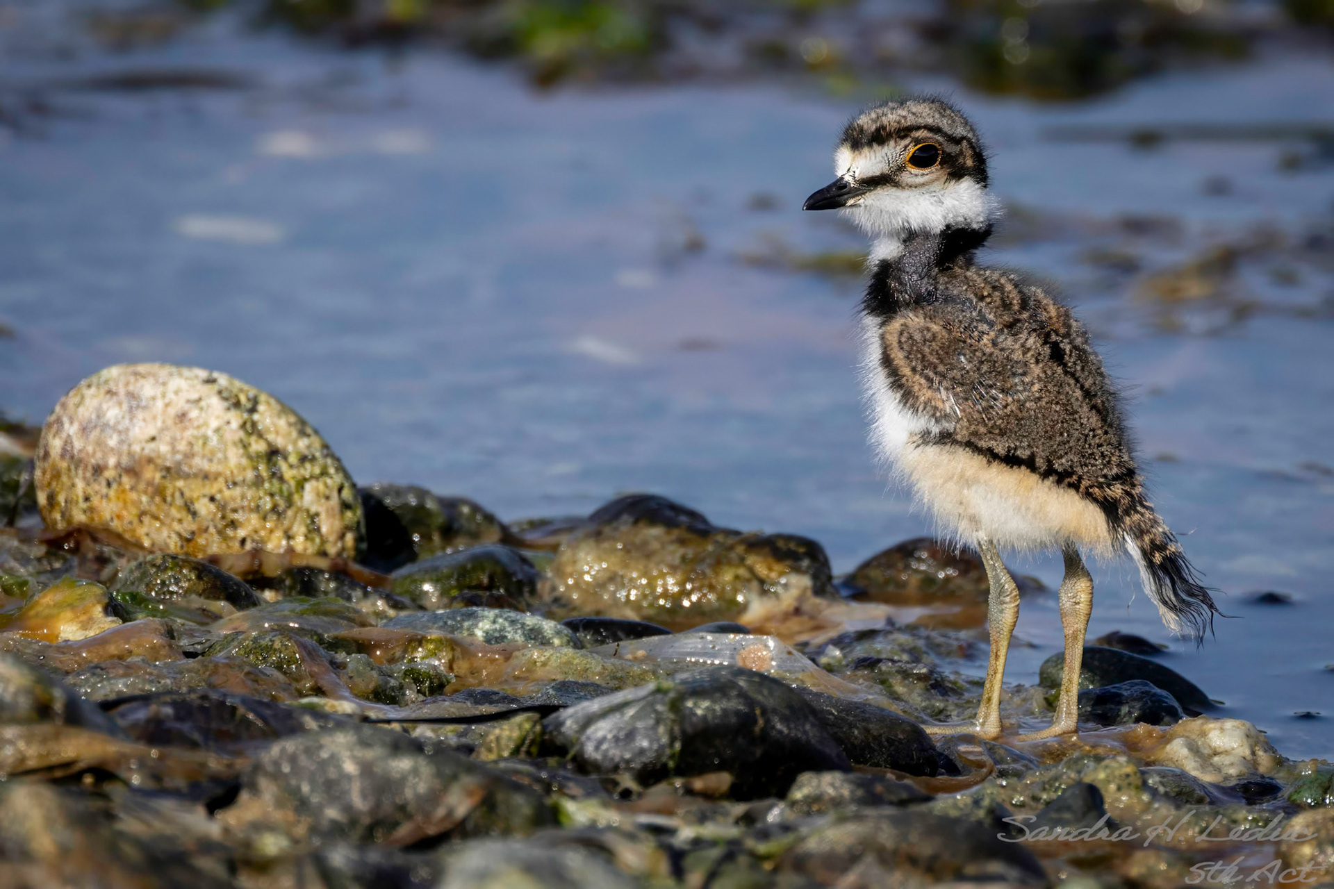 itsy, bitsy the look