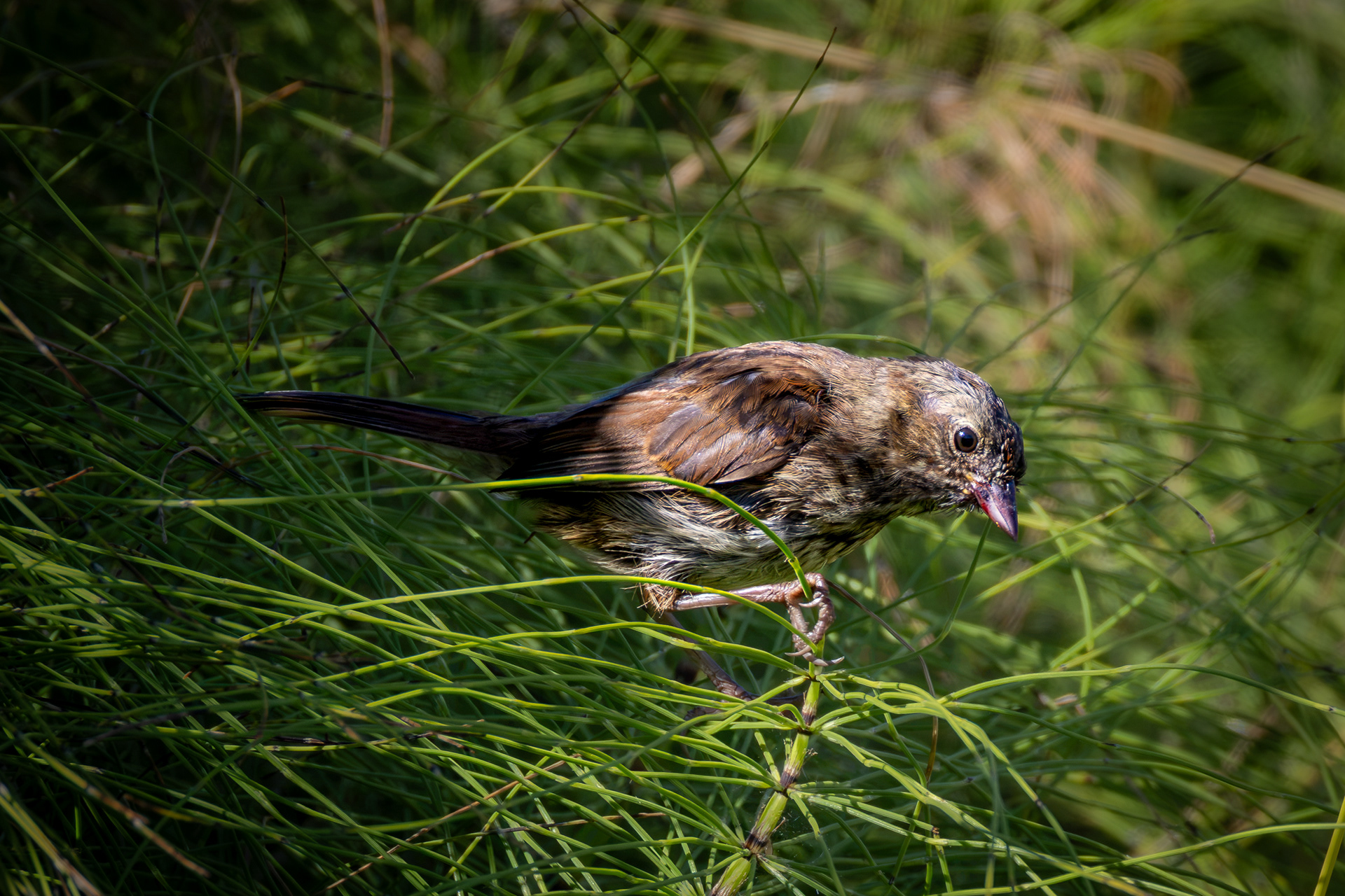 Song Sparrow?