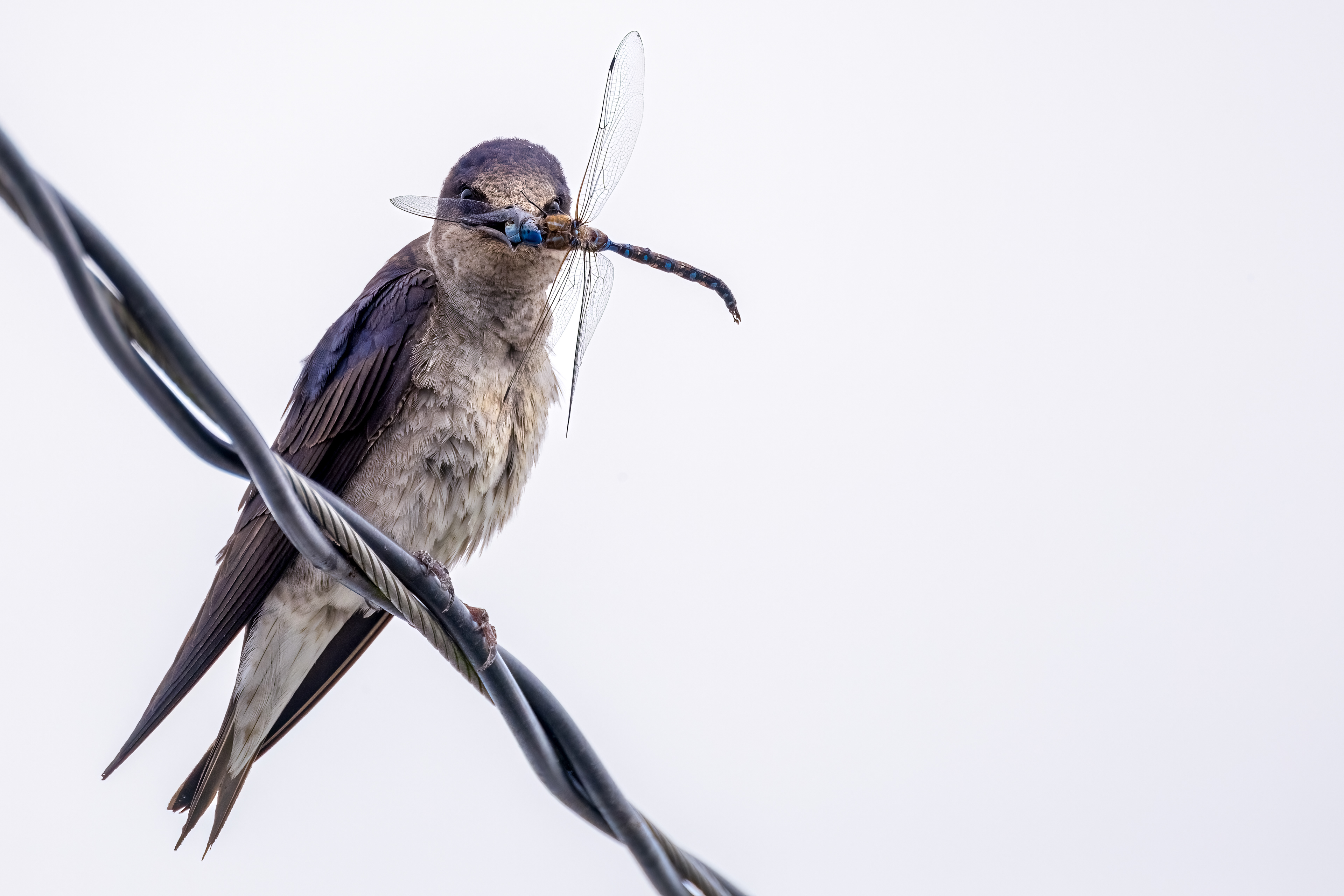 Purple Martin