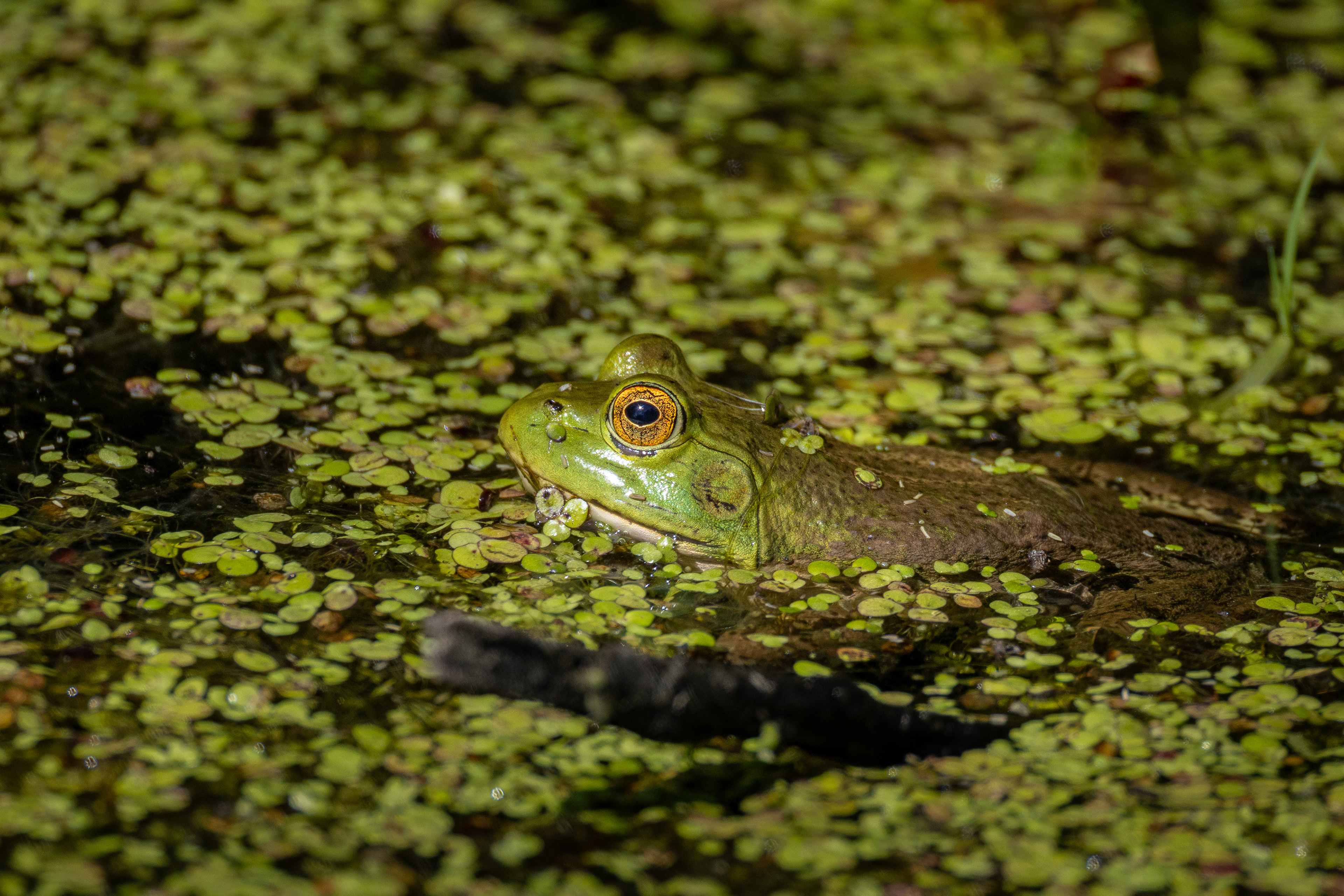 Bull Frog / Swan Lake