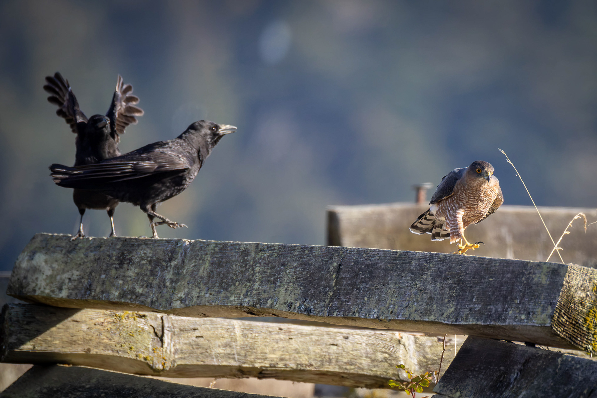 Coopers Hawk with Crows