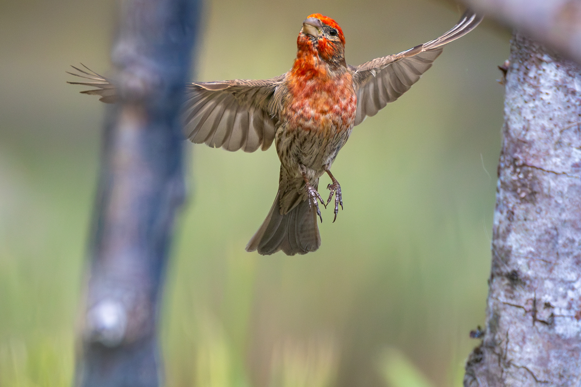 House Finch (male)
