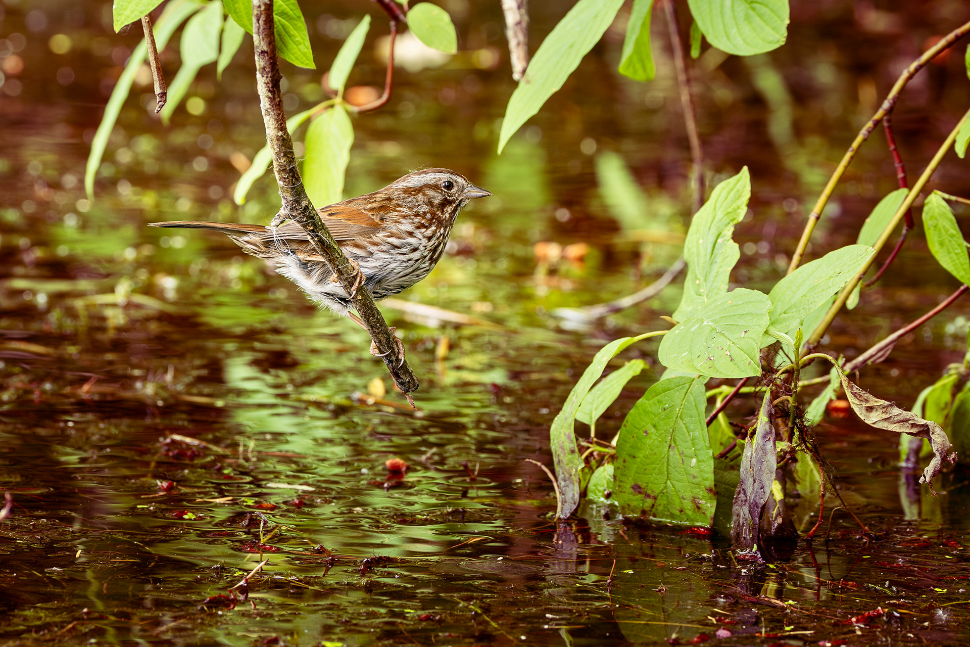 Song Sparrow