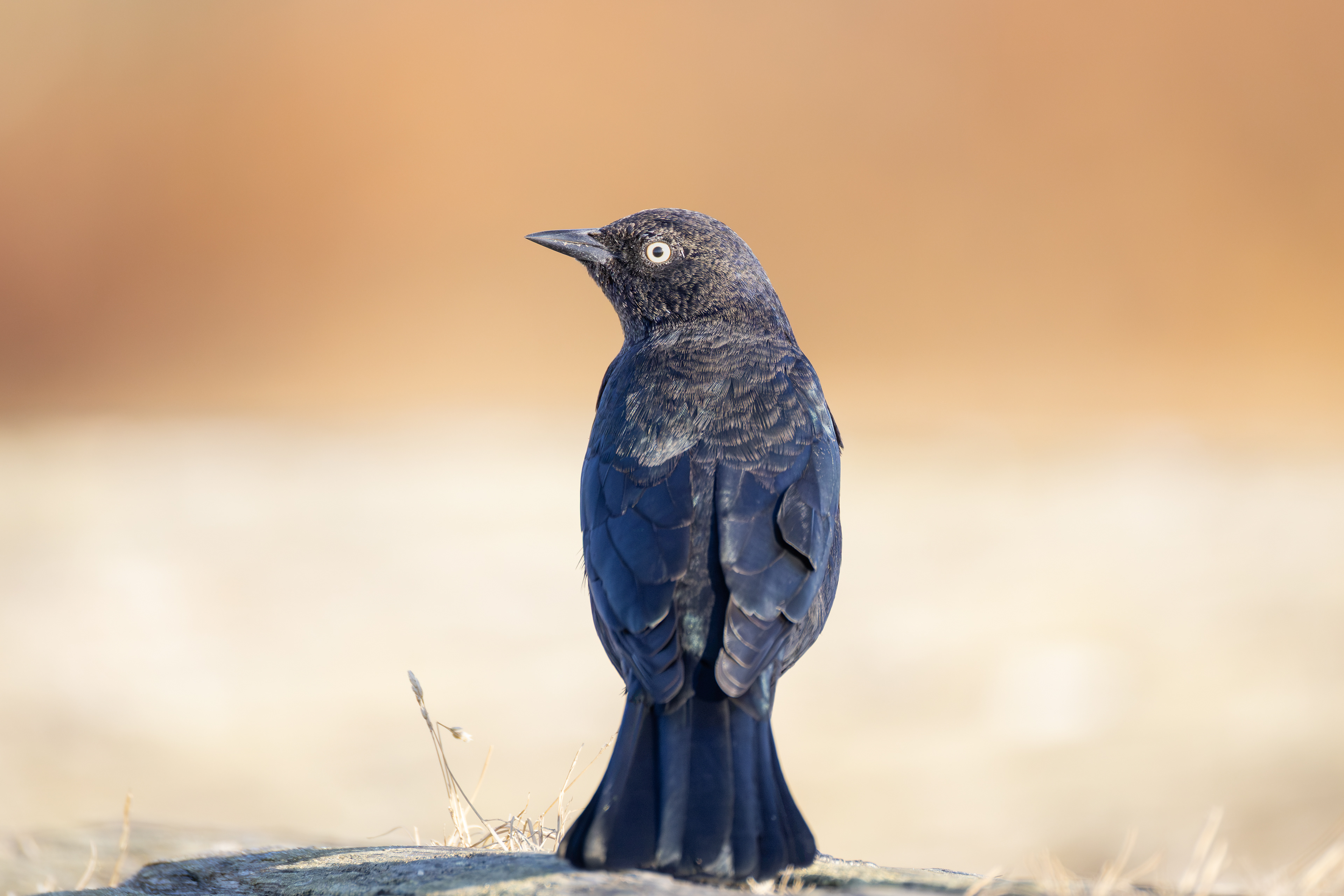 Brewers Black Bird