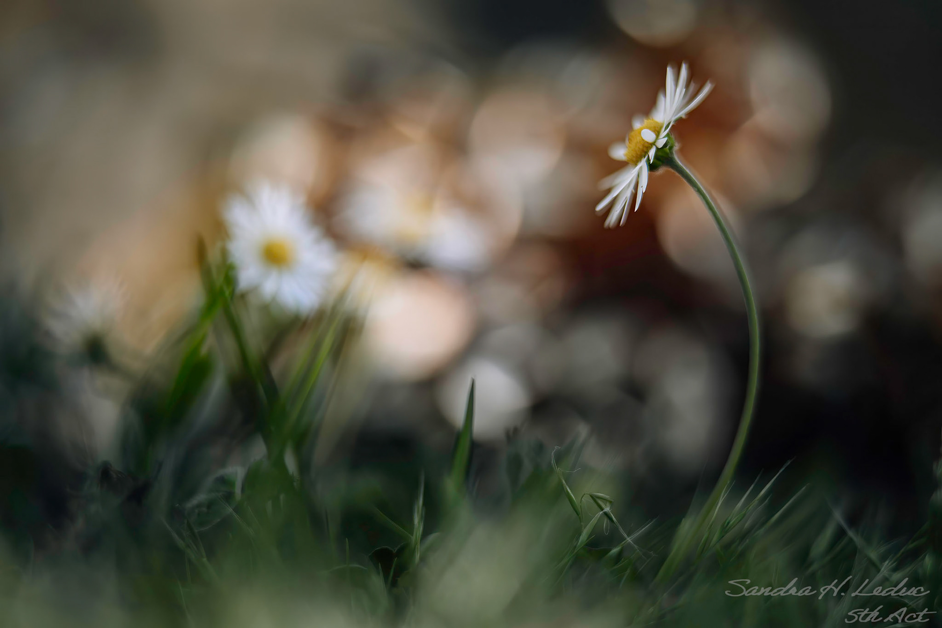 School Field - getting low