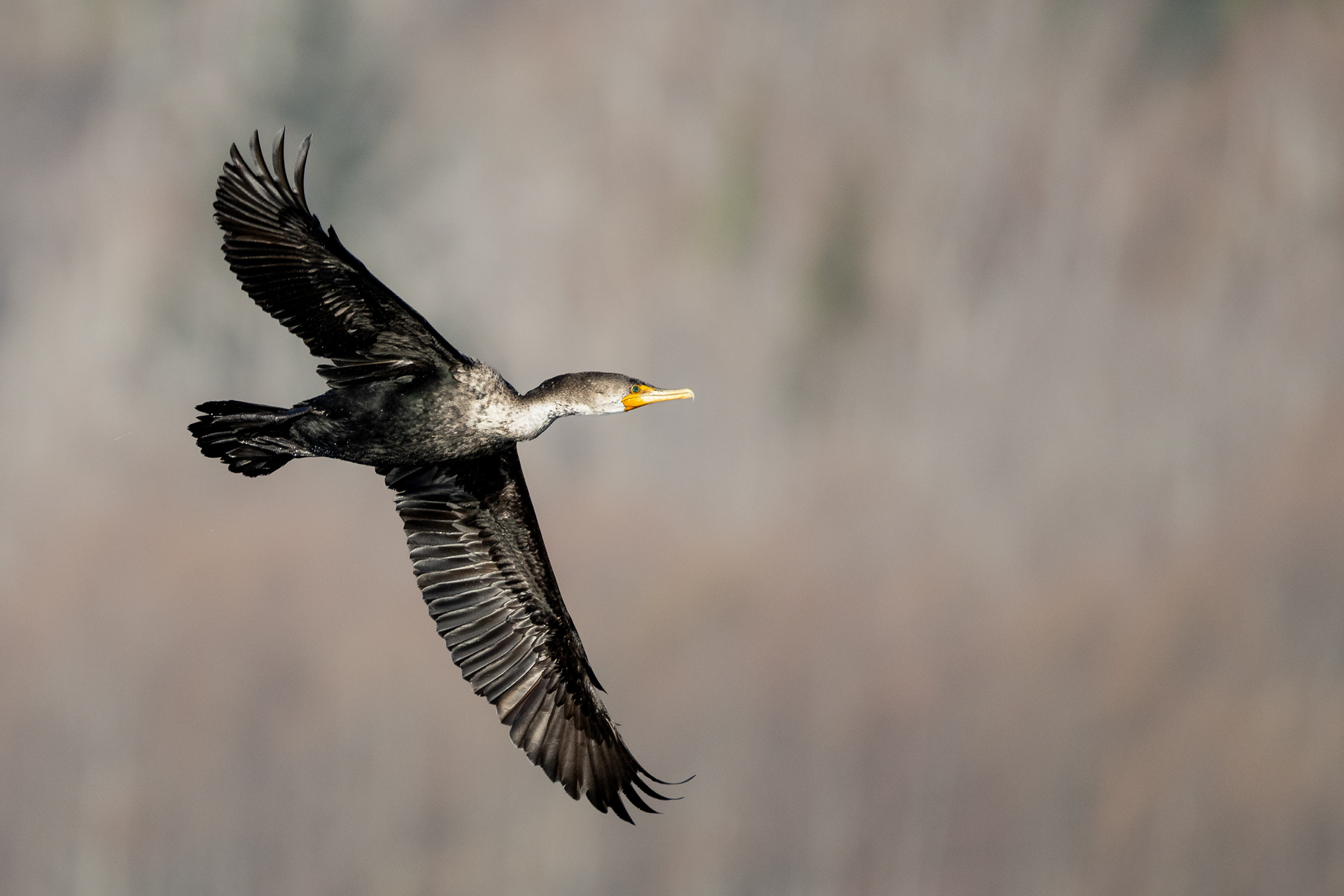 Double-crested