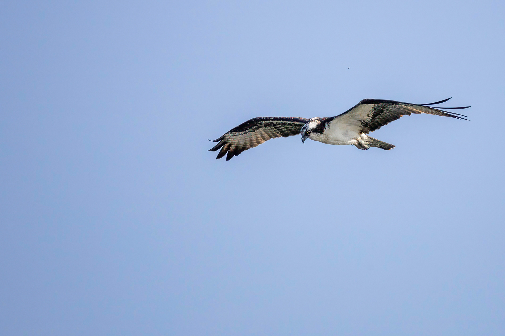 Osprey flyby