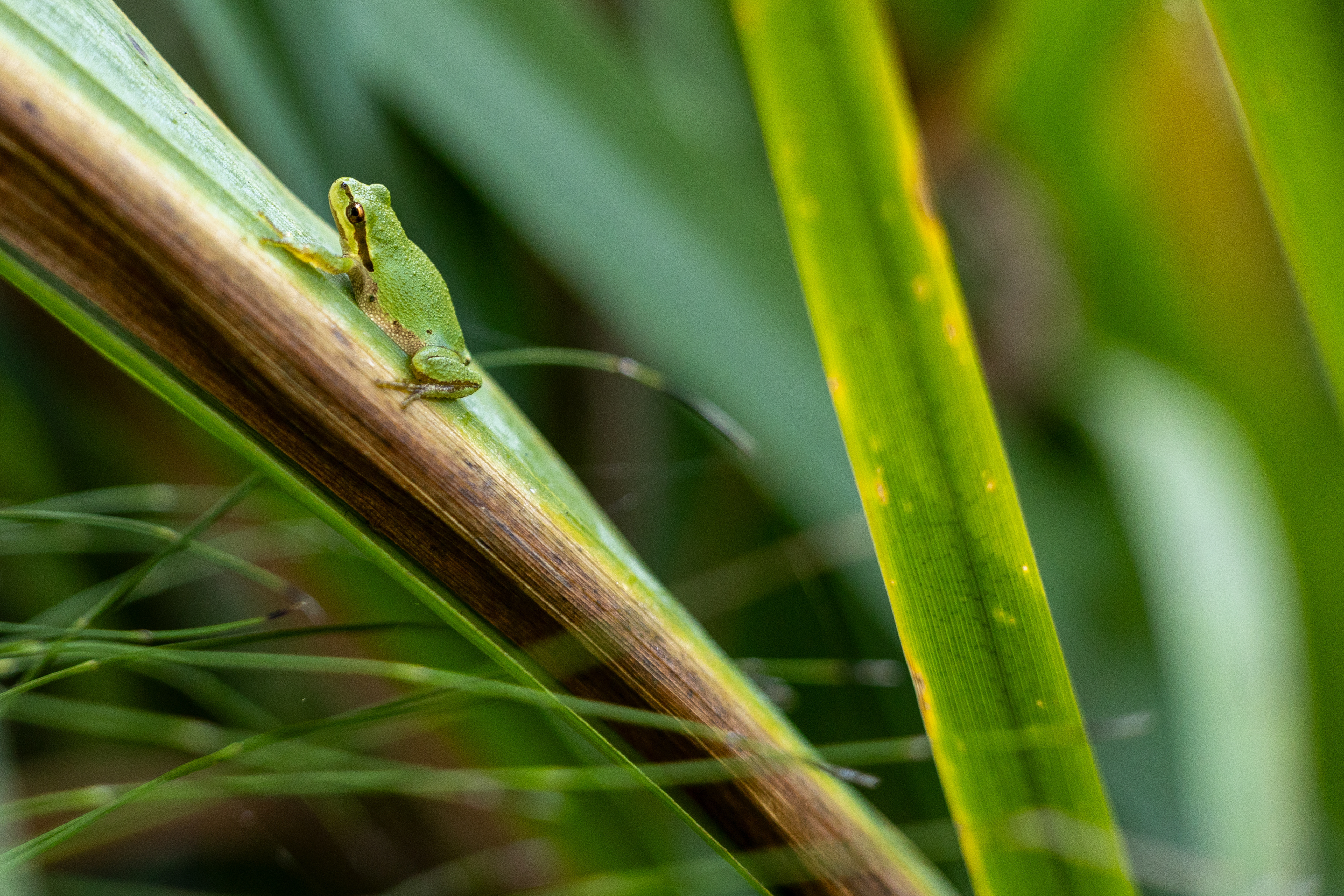 Tree Frog?