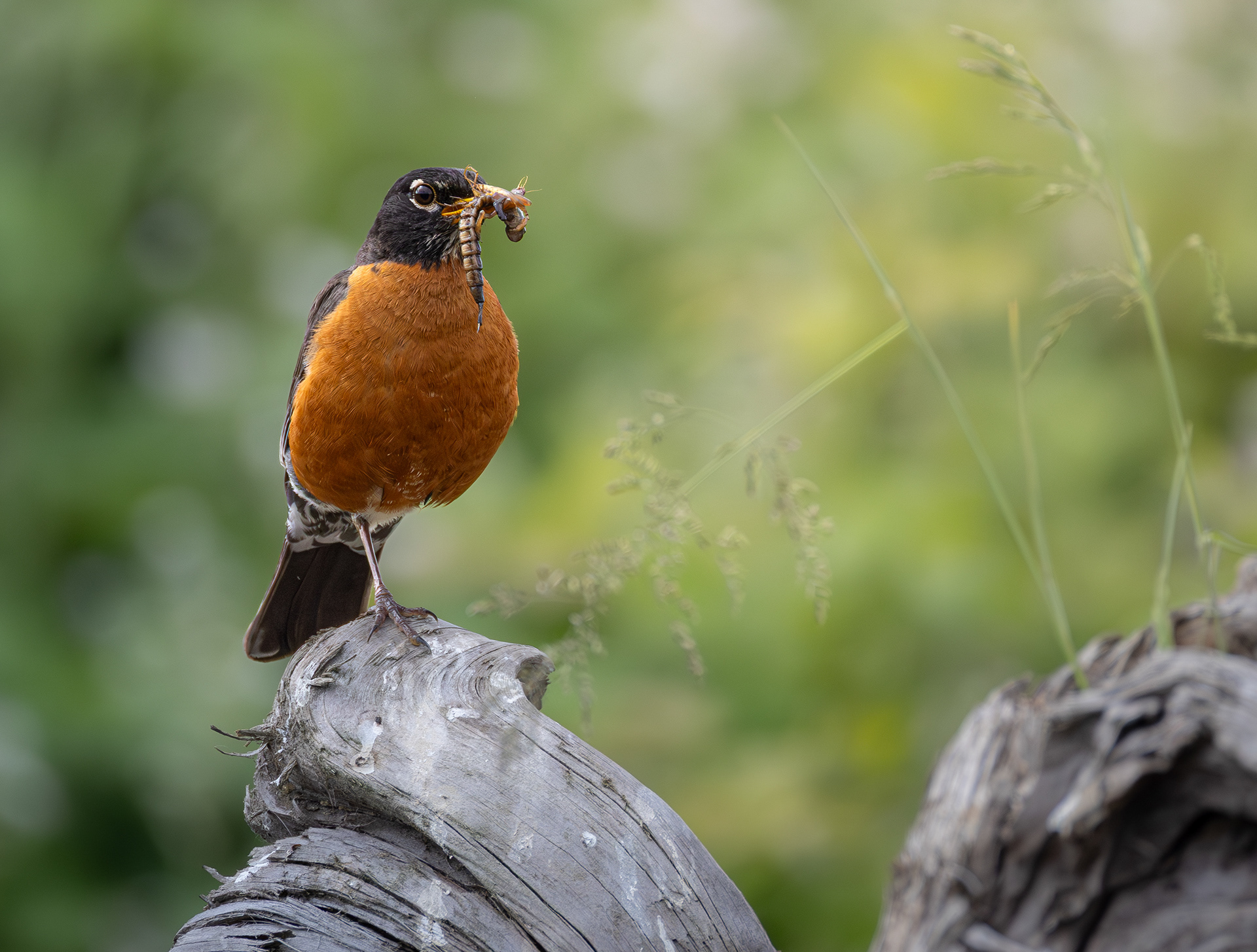 Robin?