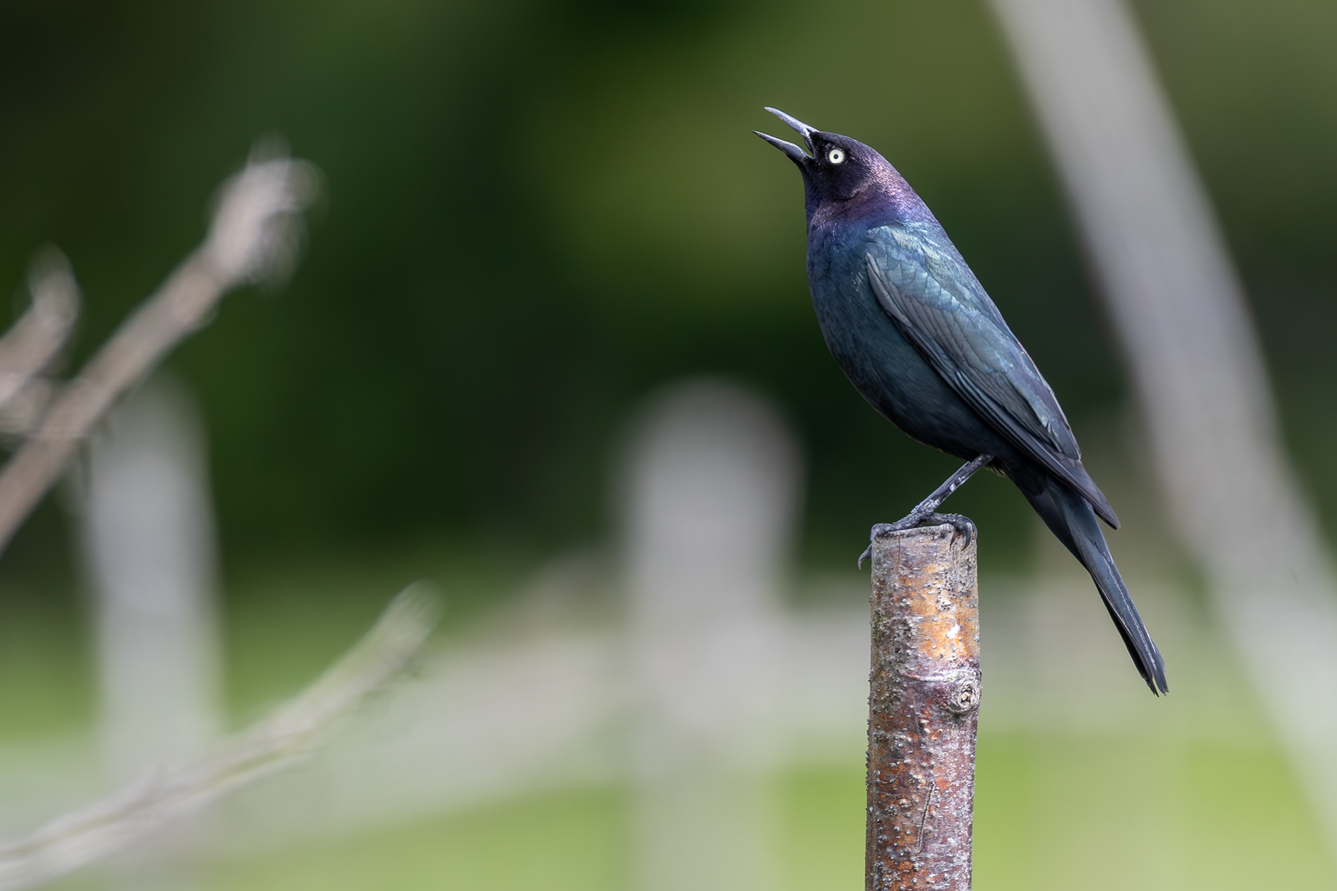 Starling?