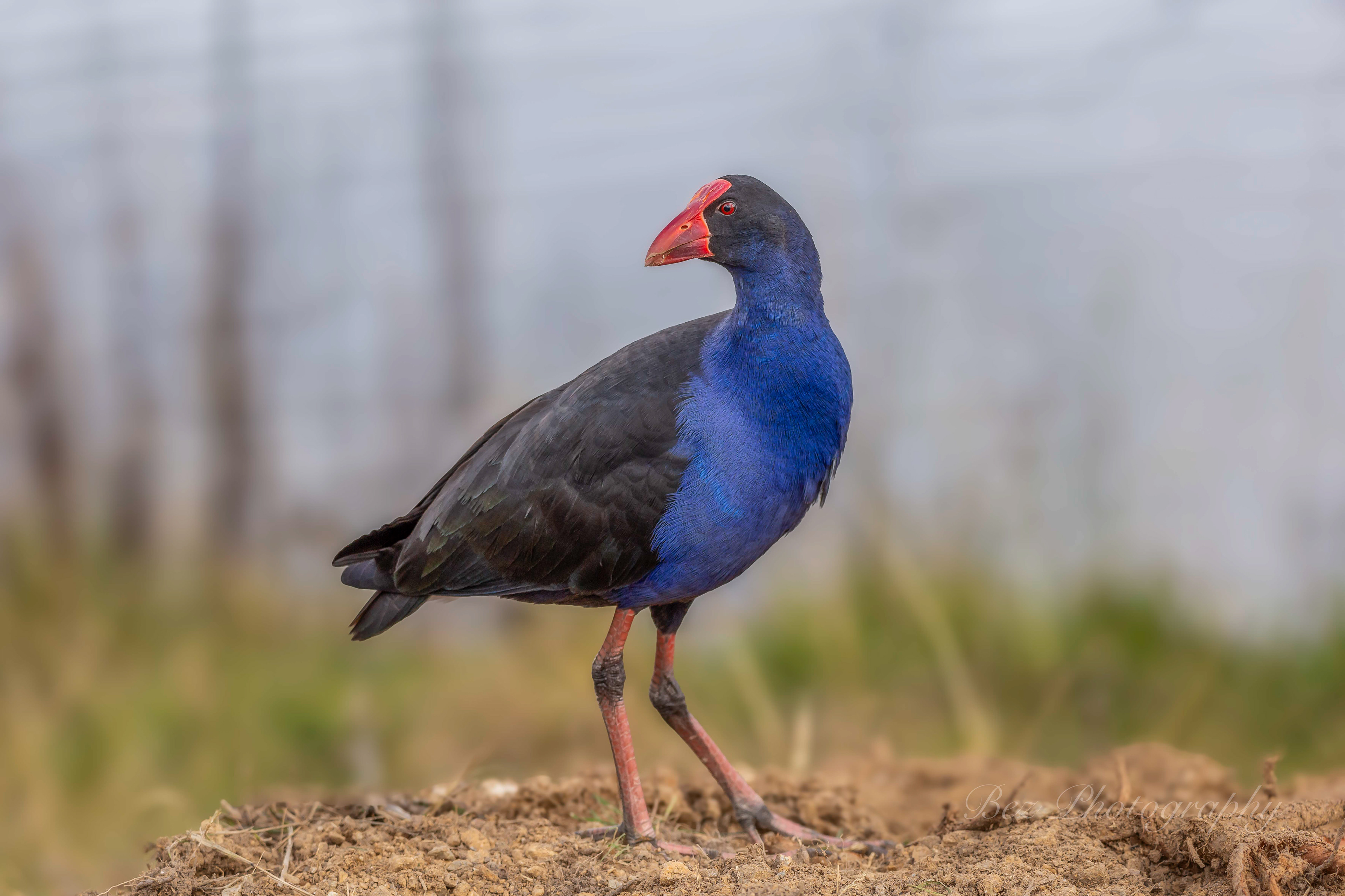 Swamp Hen.