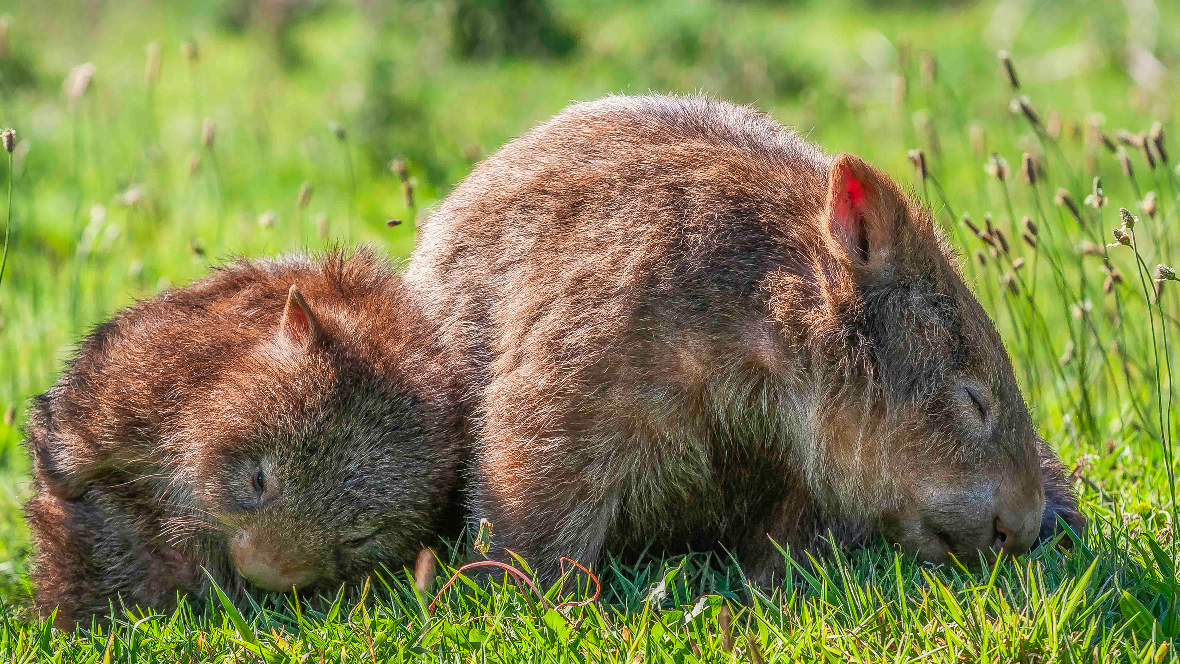 Mother wombat and joey.