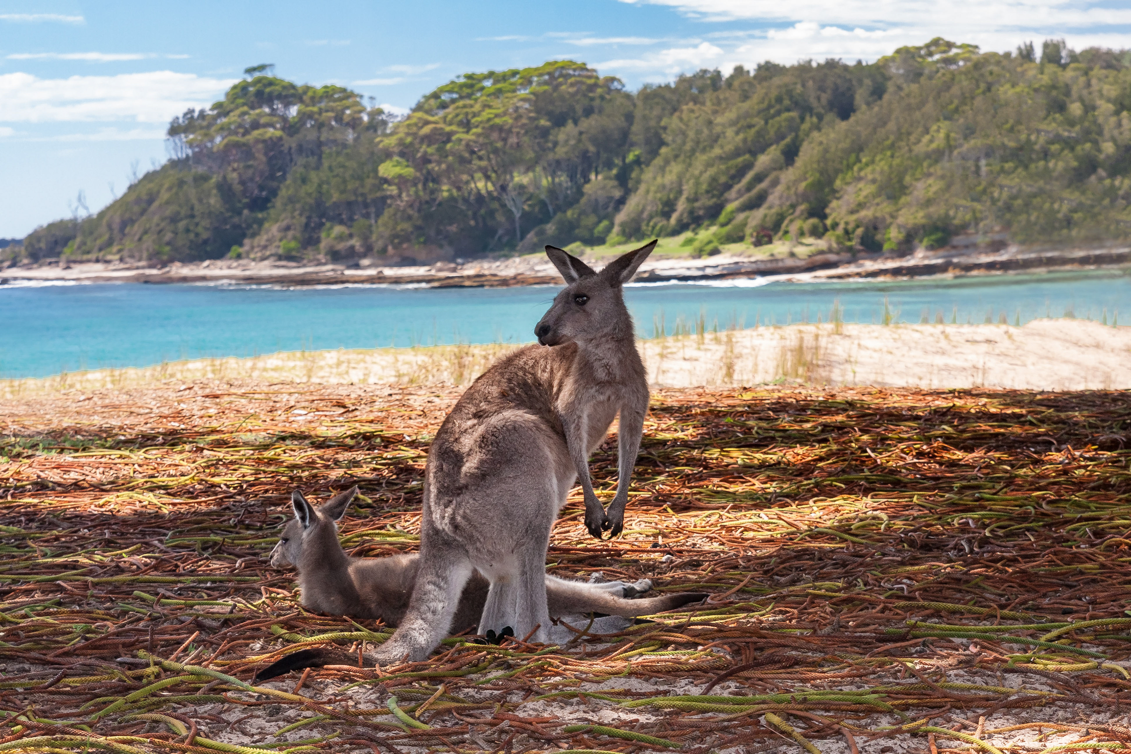 Grey Kangaroo.