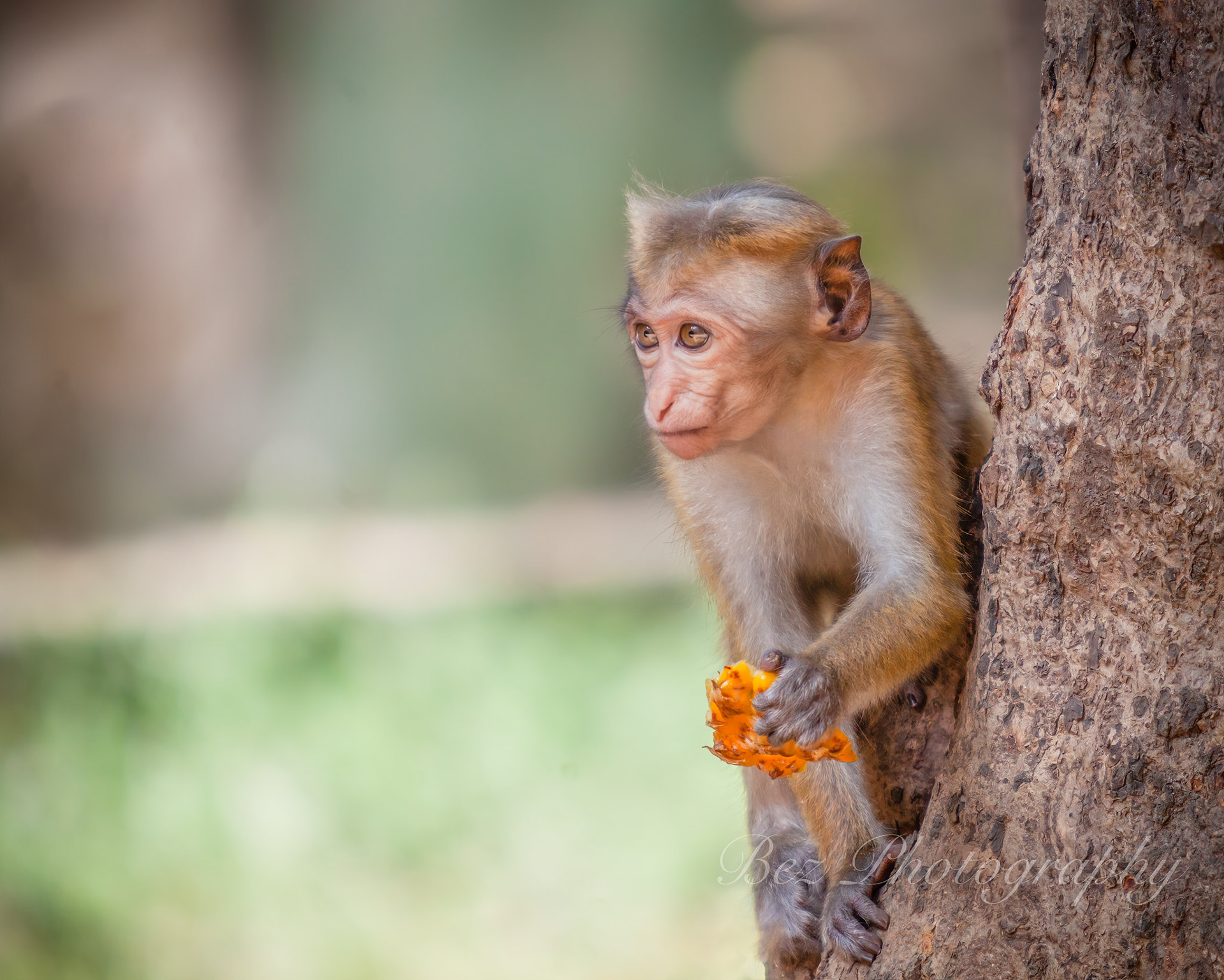 Toque Macaque Monkey