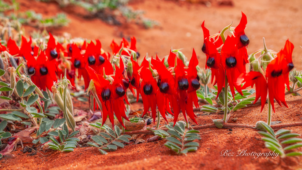 Starts Desert Pea.