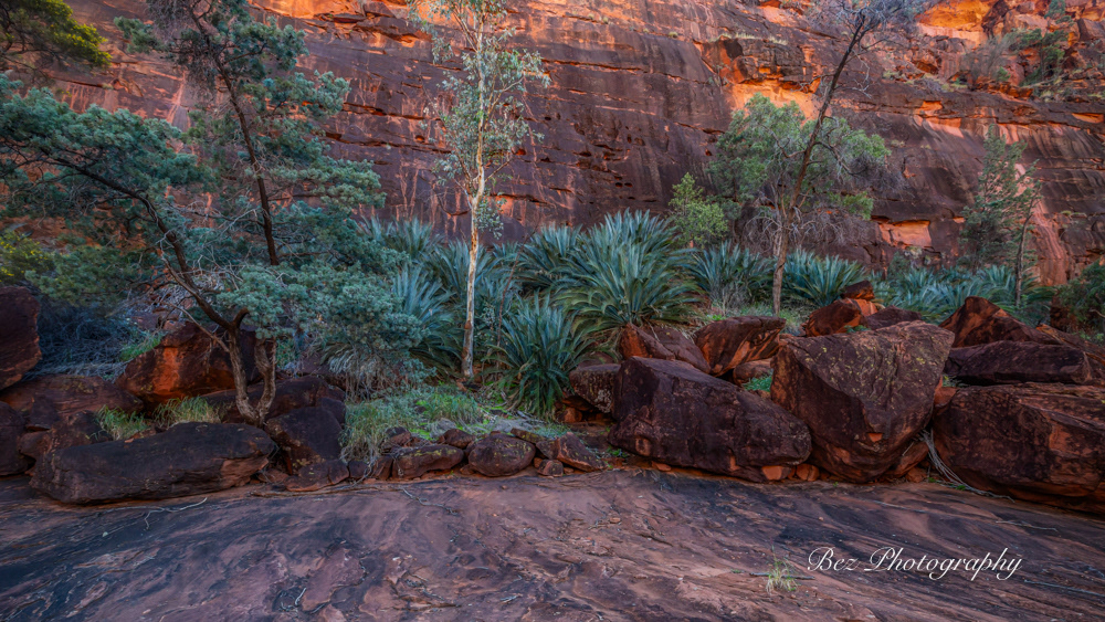 Cycad Rock, Palm Valley NT.