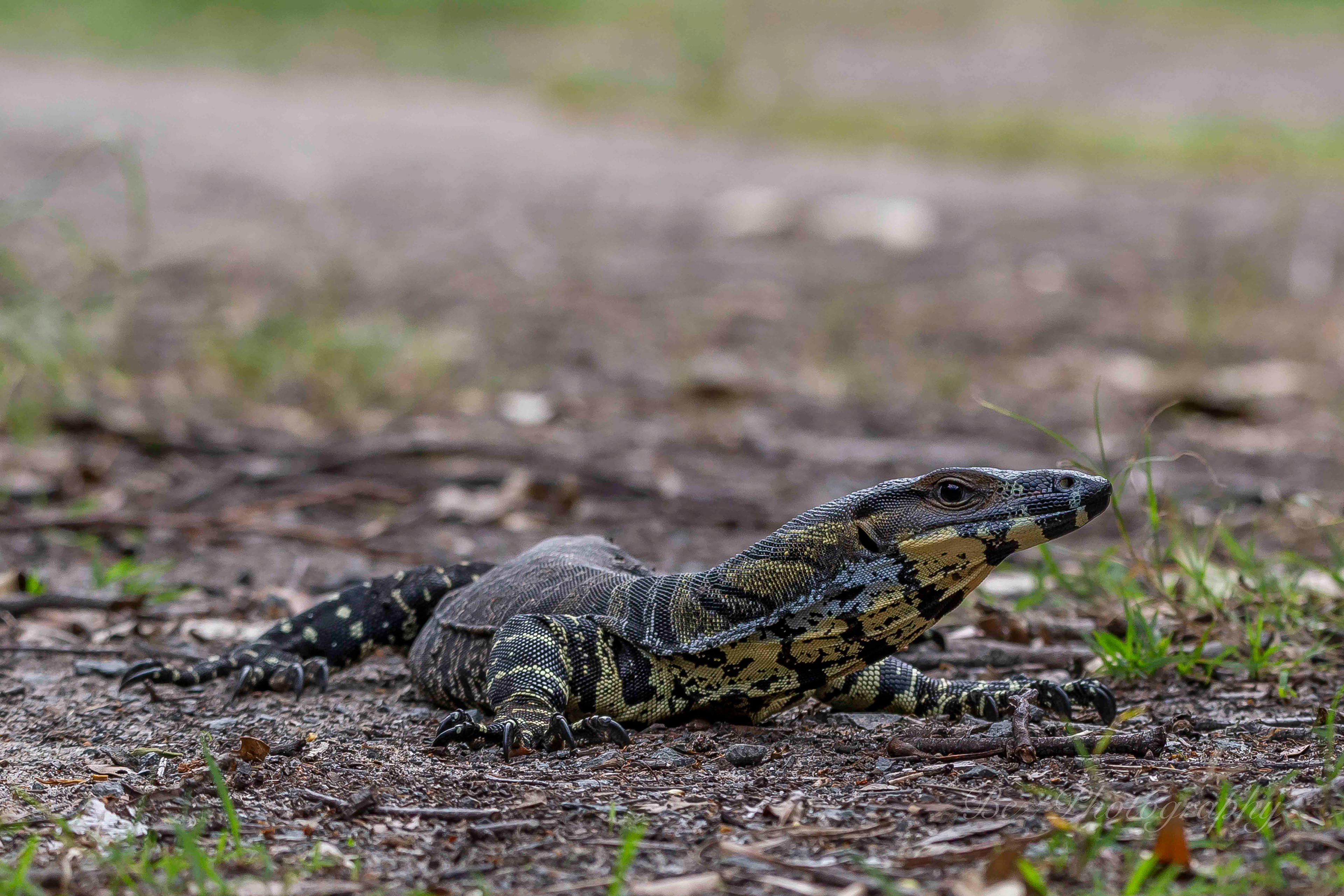 Goanna.