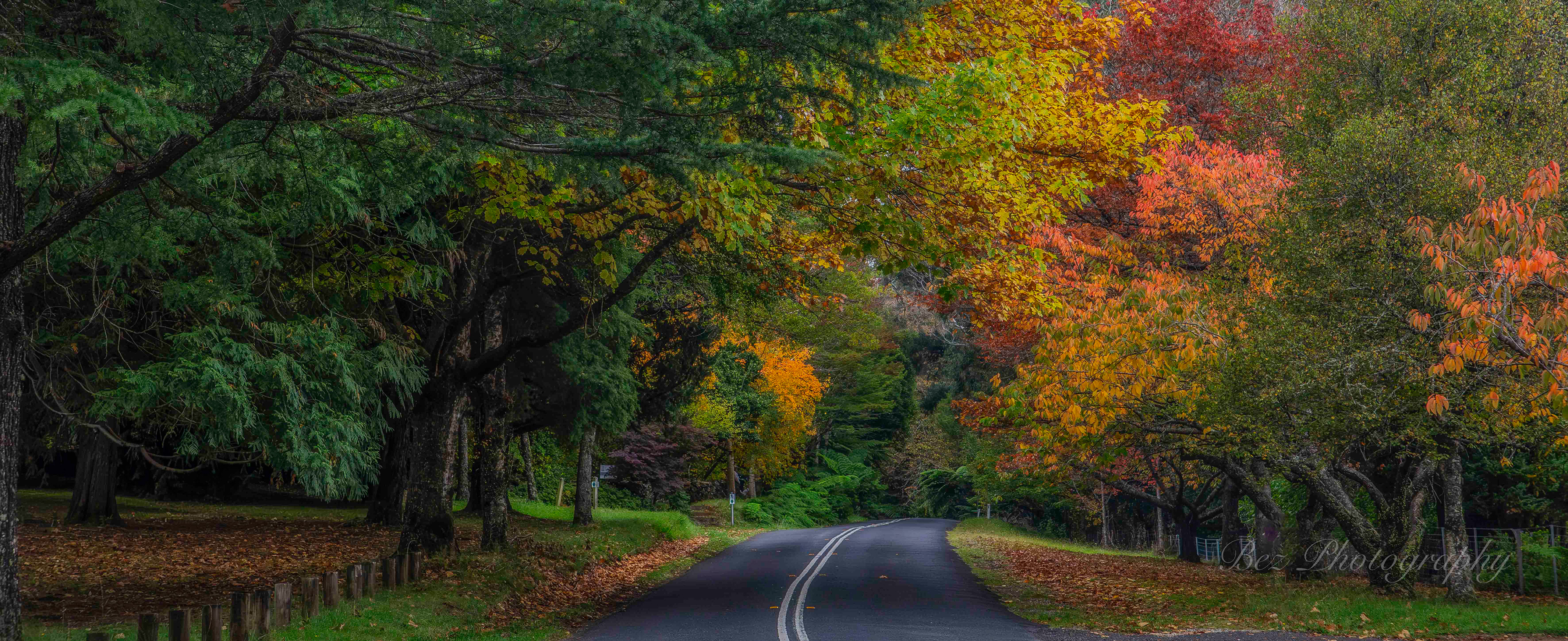 Mount Wilson, NSW Australia.