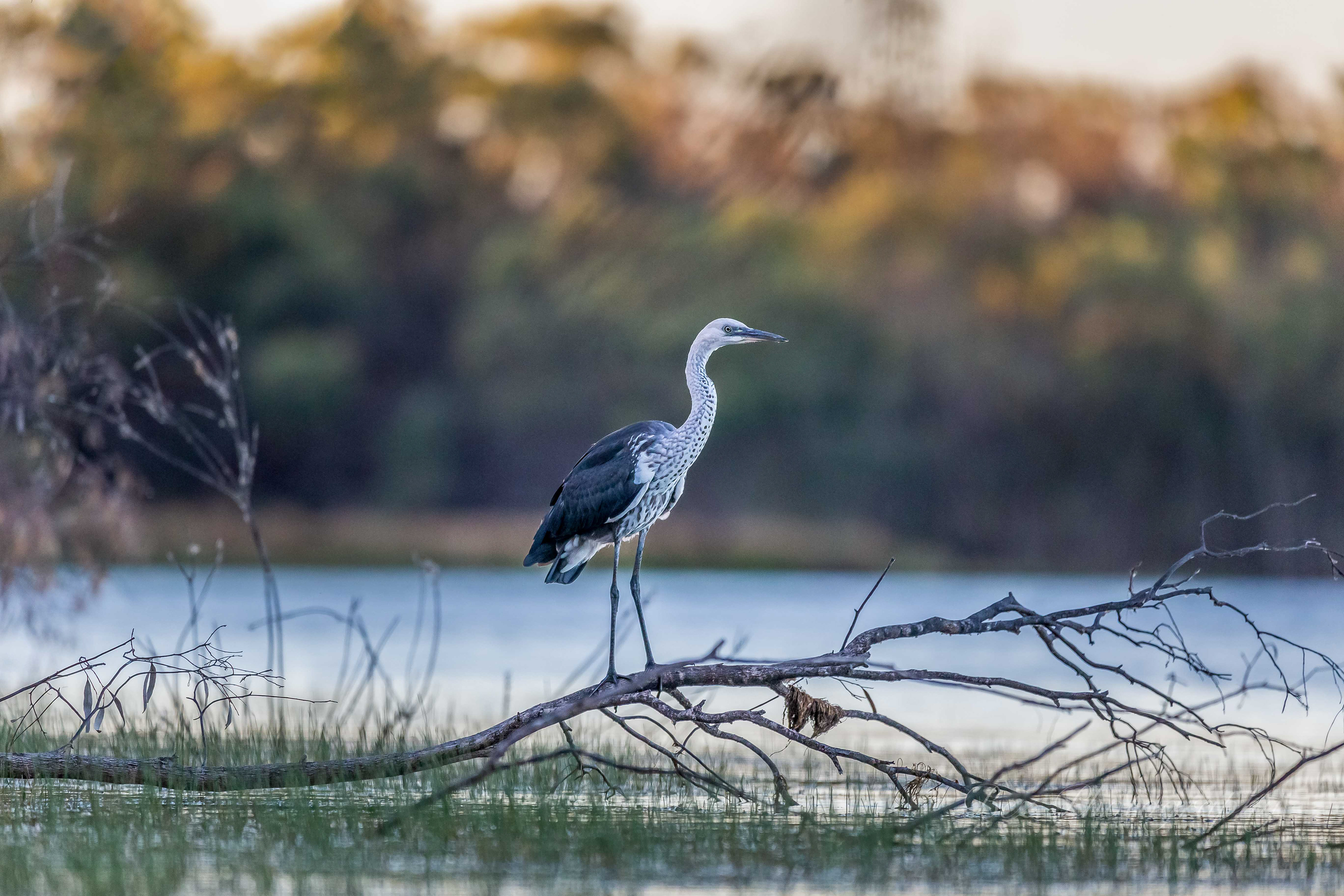 White-necked Heron