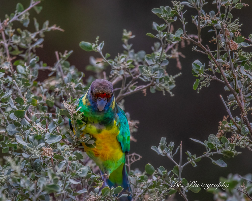 Ringneck Parrot.