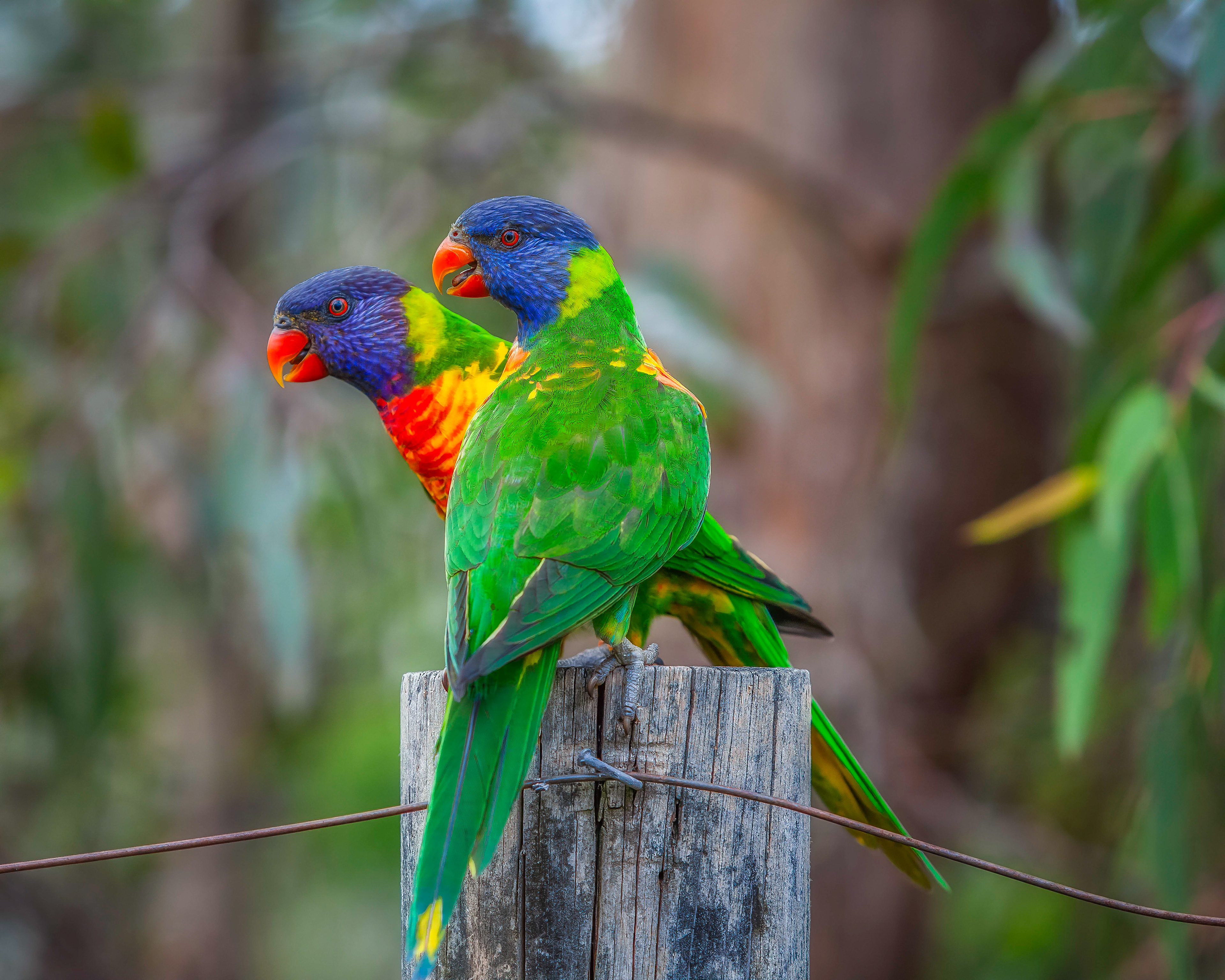 Rainbow Lorrikeet.