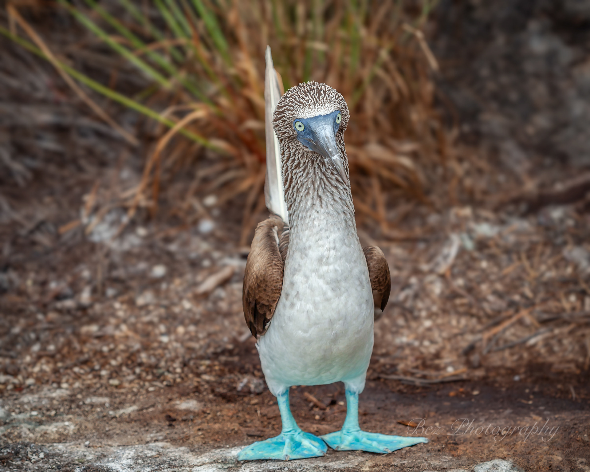 Blue Footed Booby.