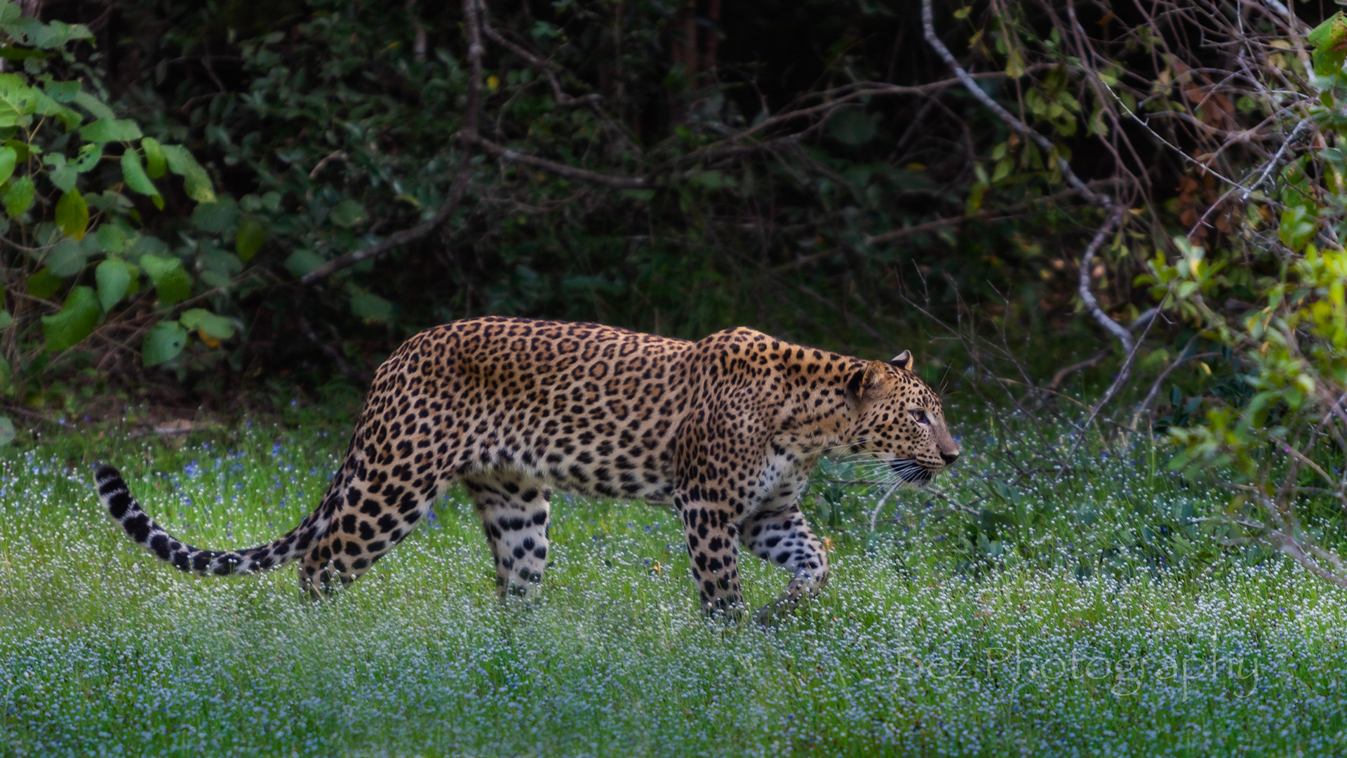 Sri Lankan leopard
