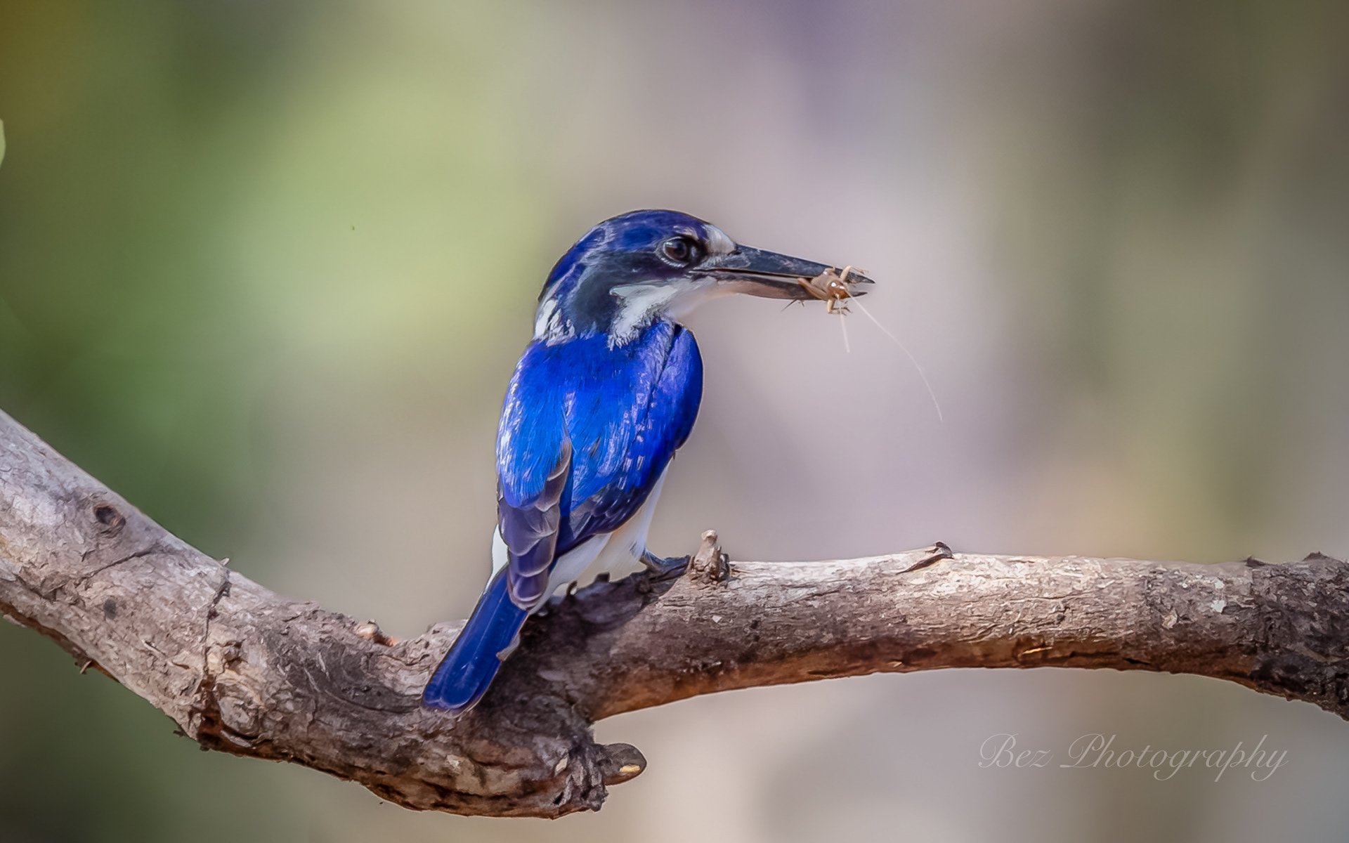 fOREST kINGFISHER.
