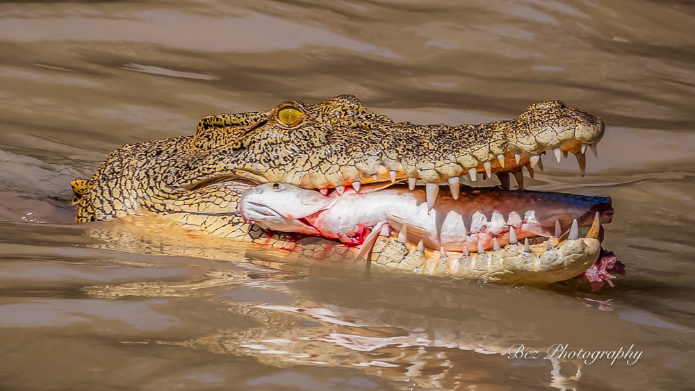 Crocodile, Cahill’s Crossing.