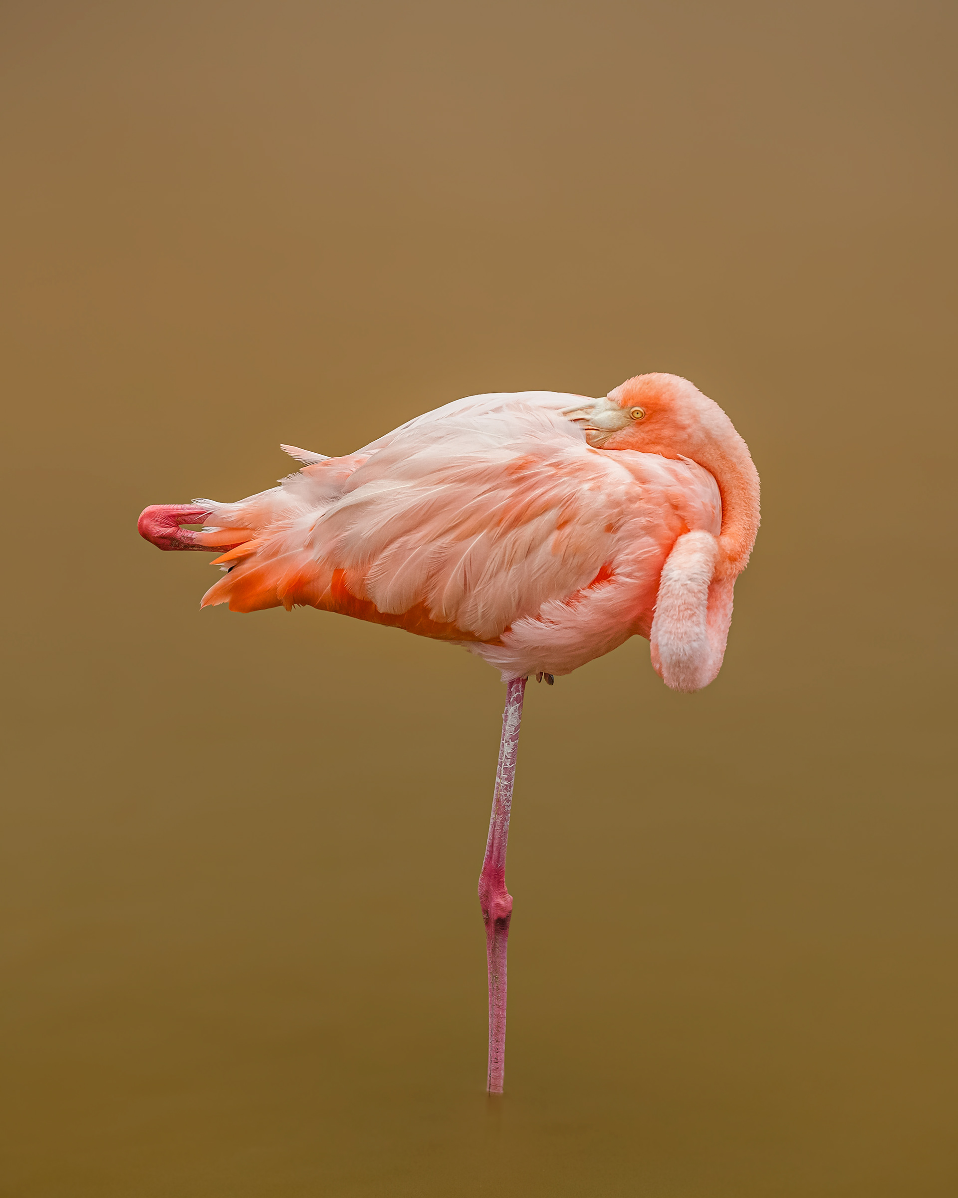 Flamingo.