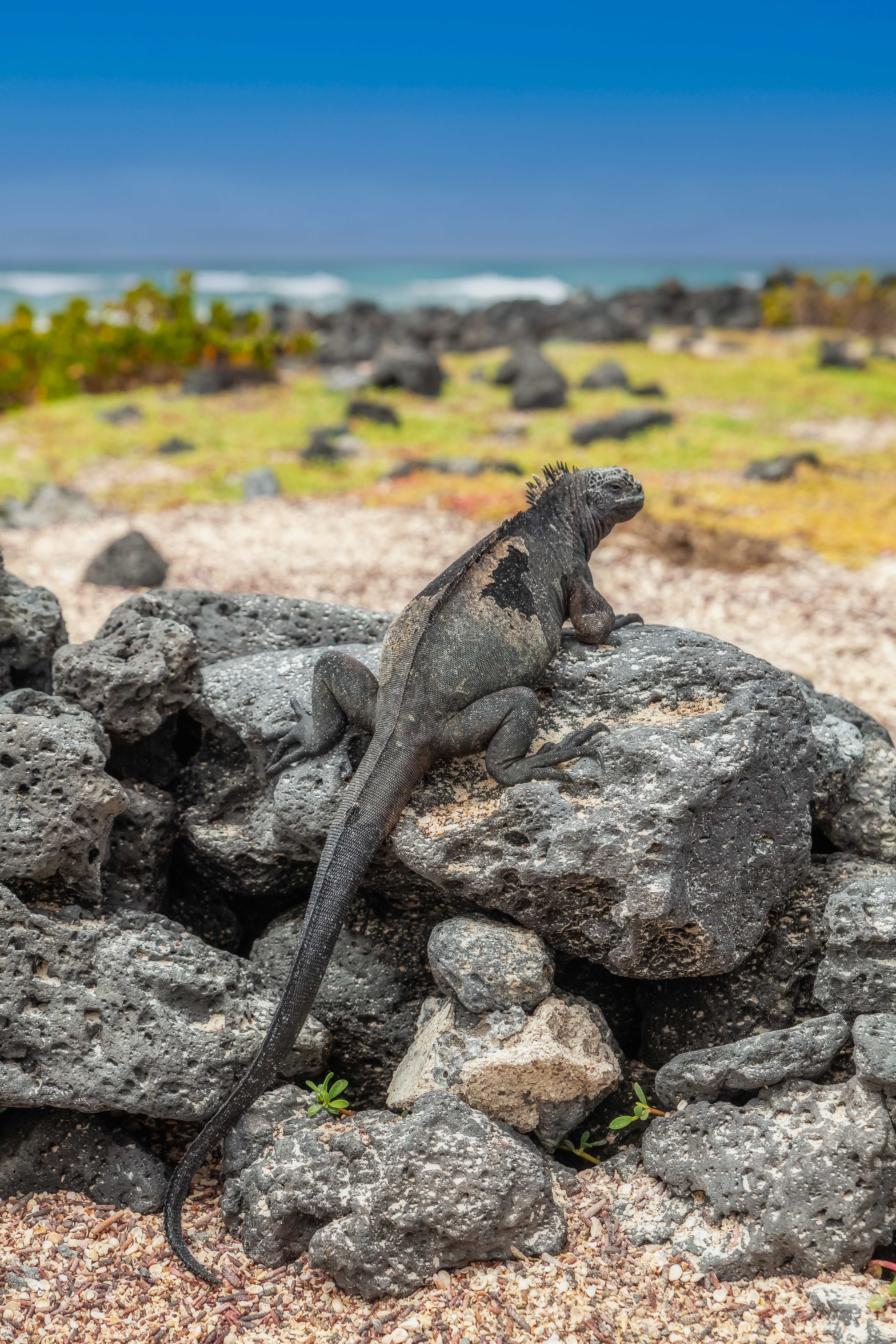 Marine Iguana.