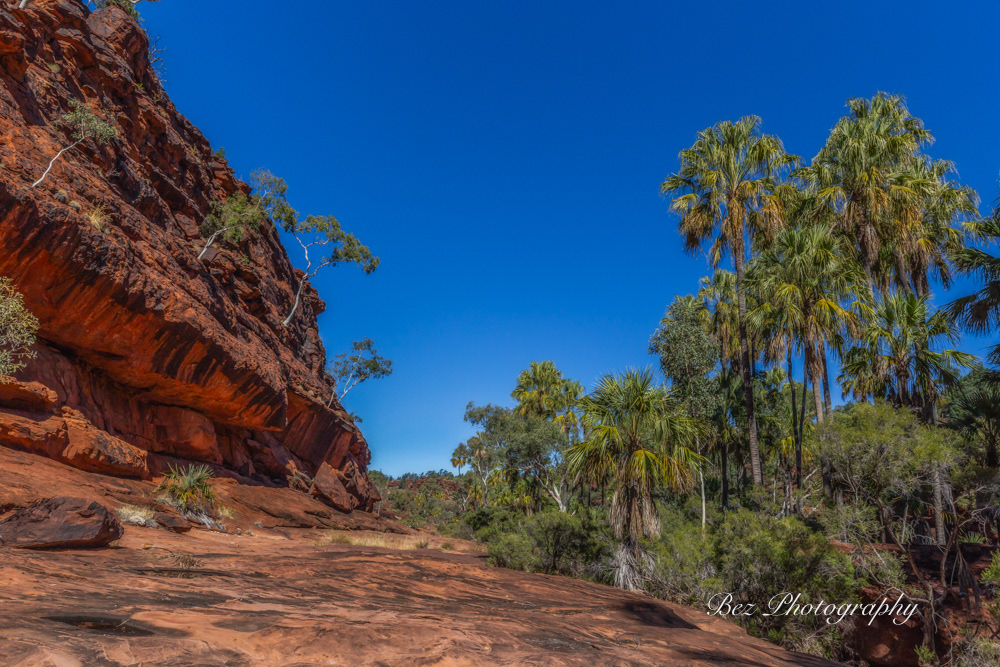 Palm Valley, Finke Gorge, NT.