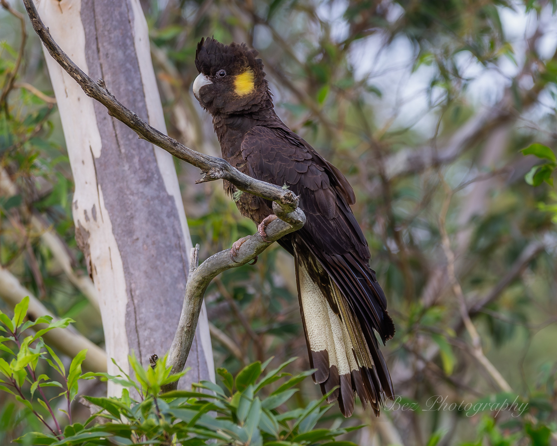 Yellow taled cockatoo.