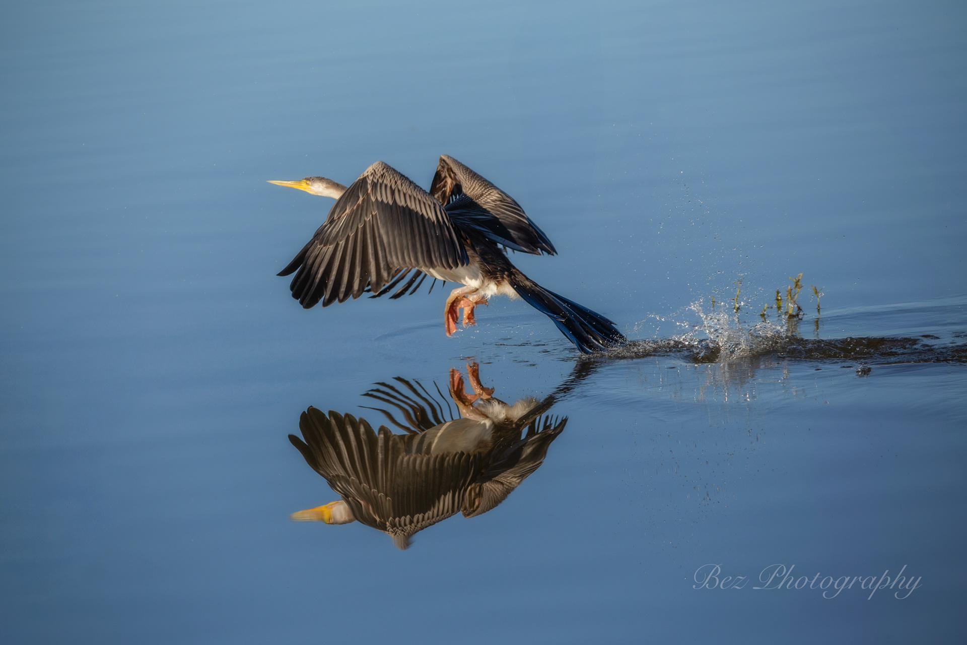 Cormorant.