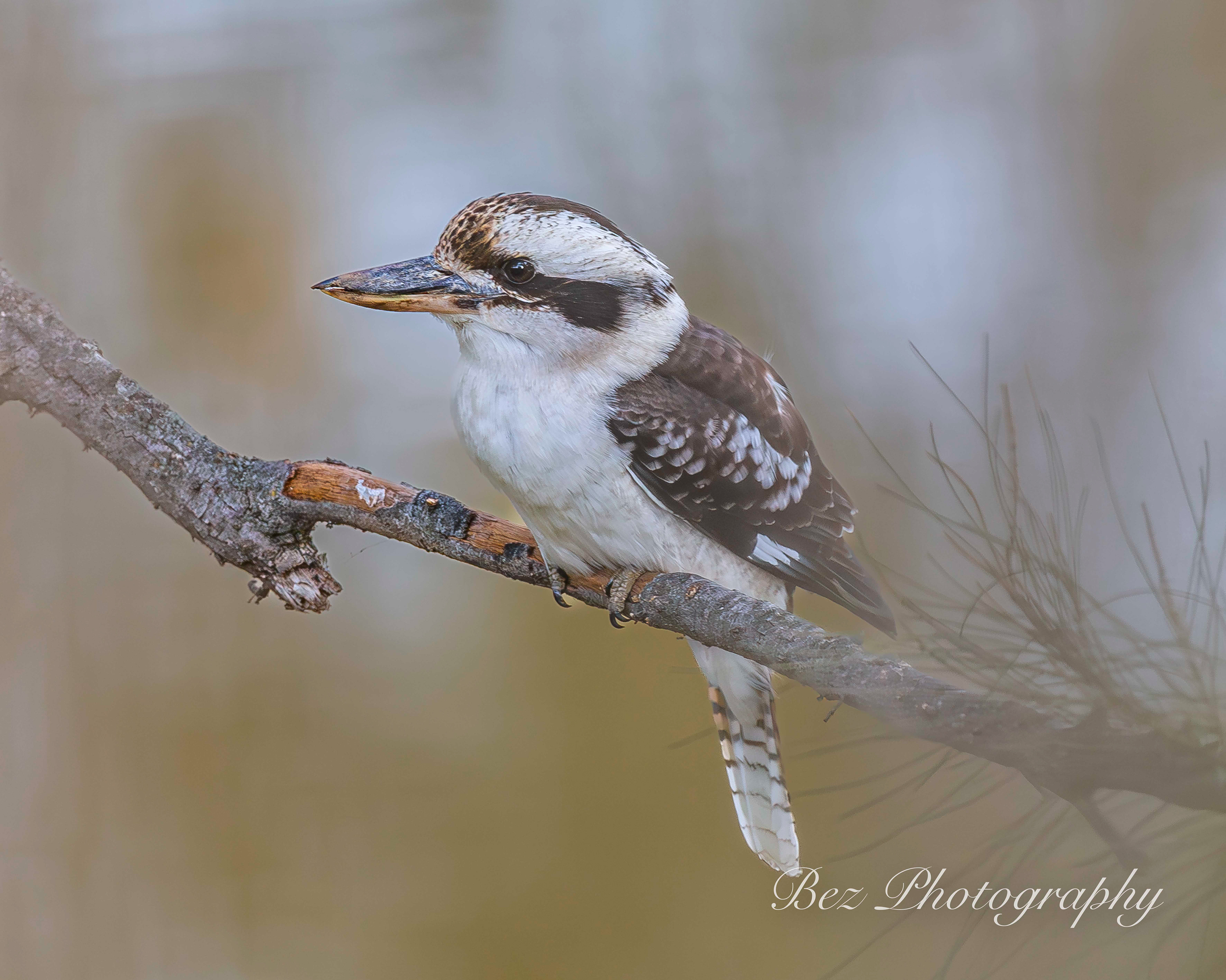Kookaburra.