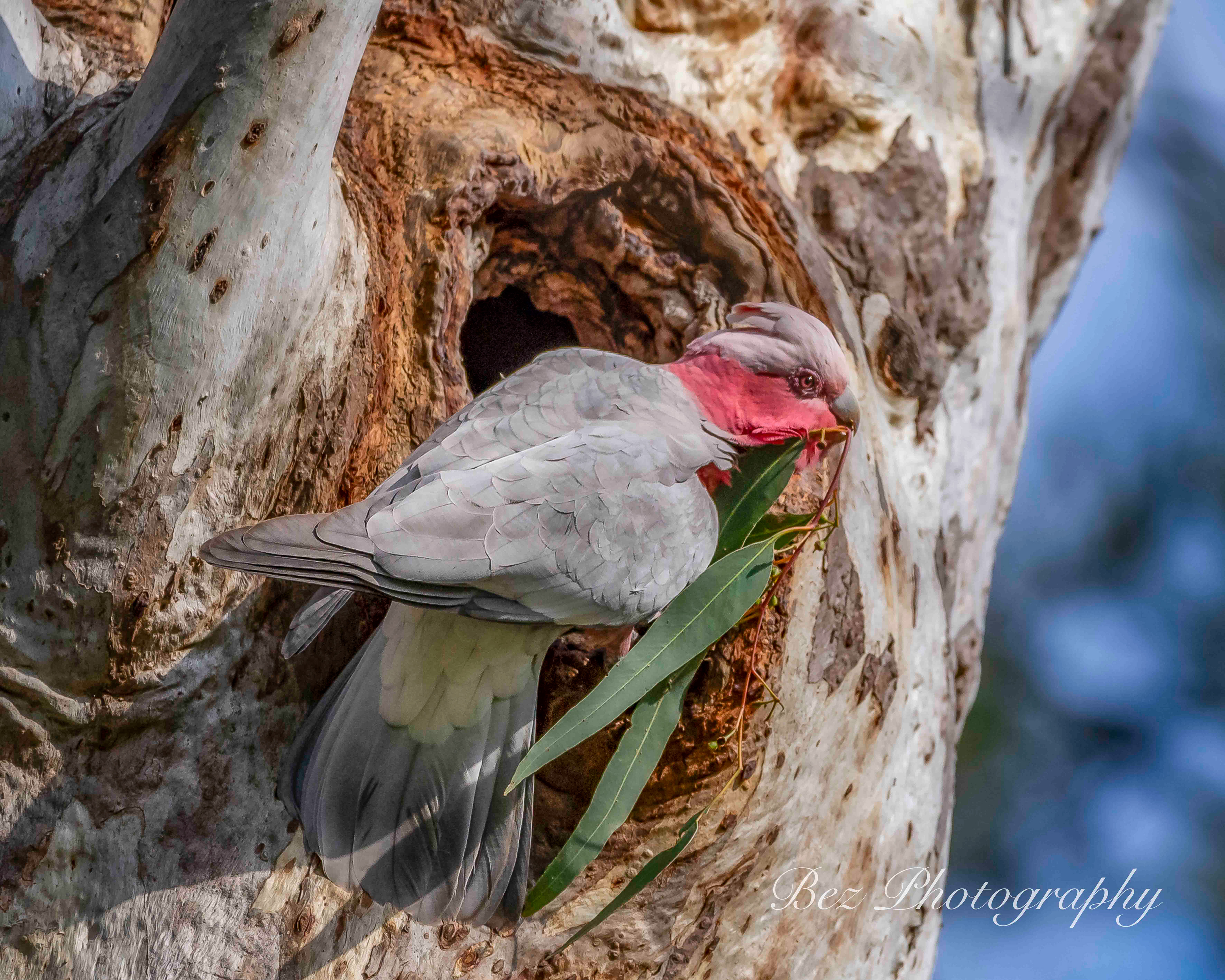 Female Galah
