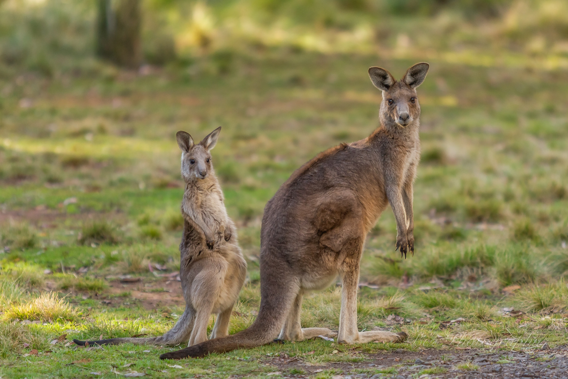 Eastern Grey Kangaroo.