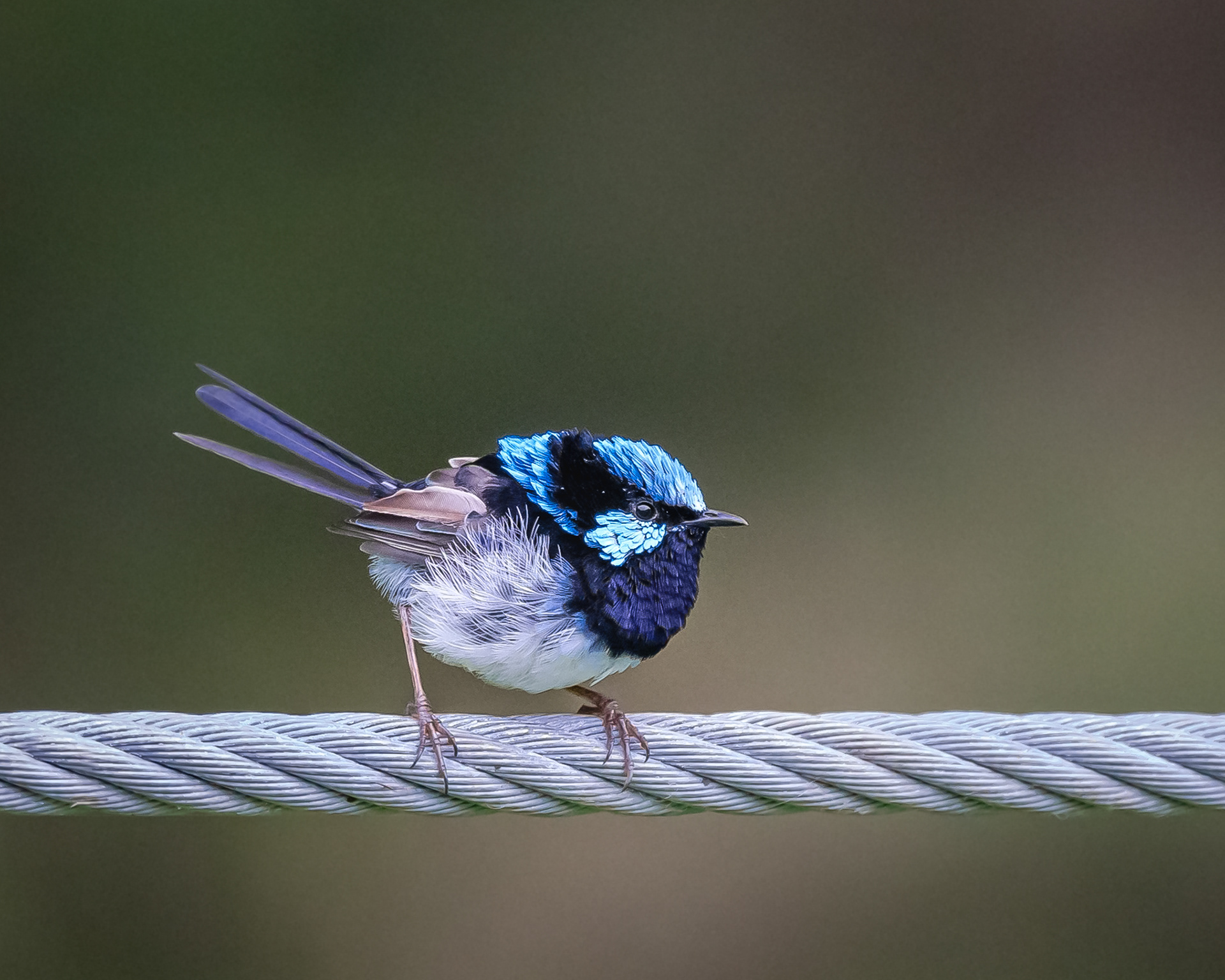 Superb Male Wren.