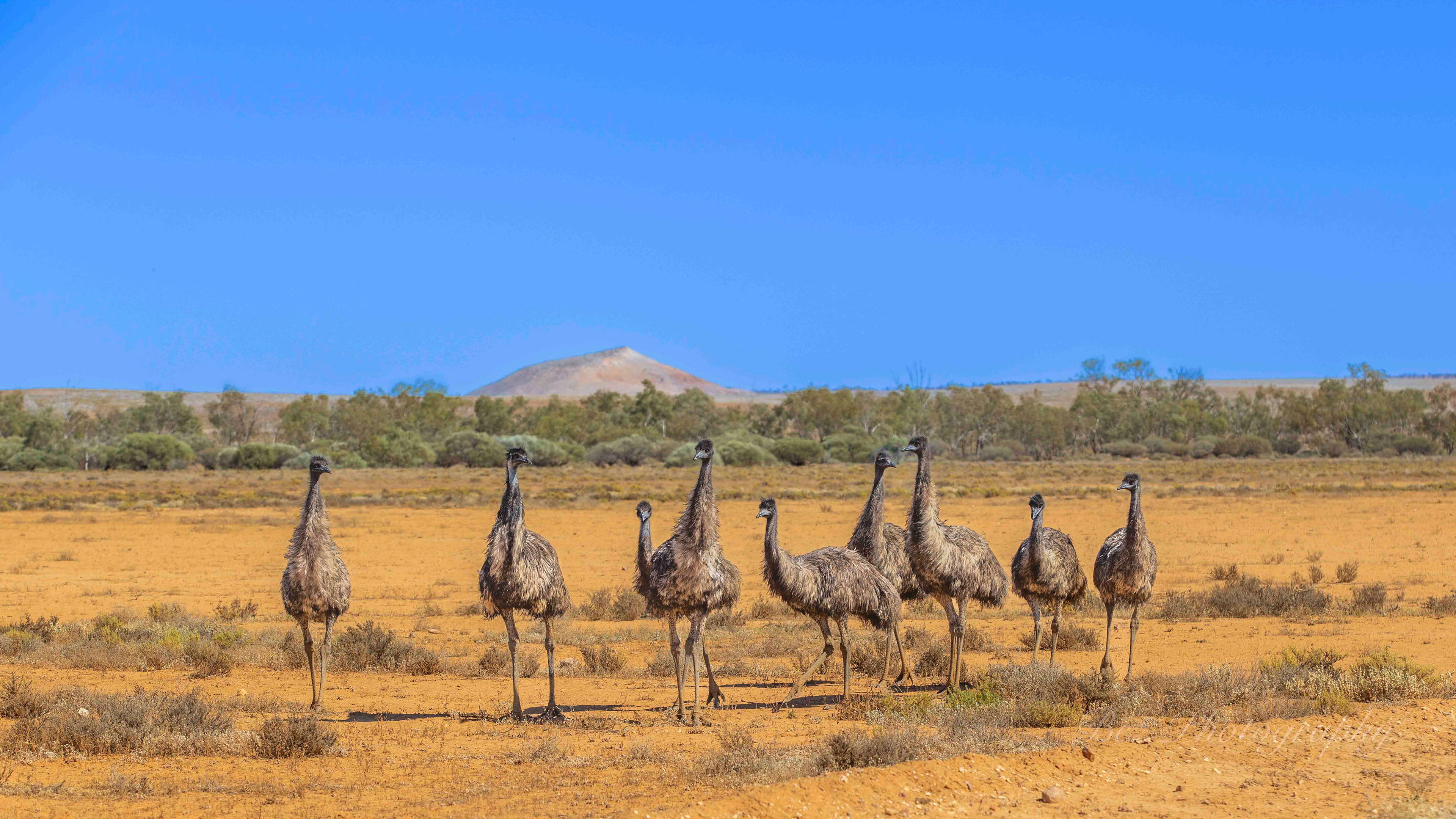 Emus, Sturt NP.