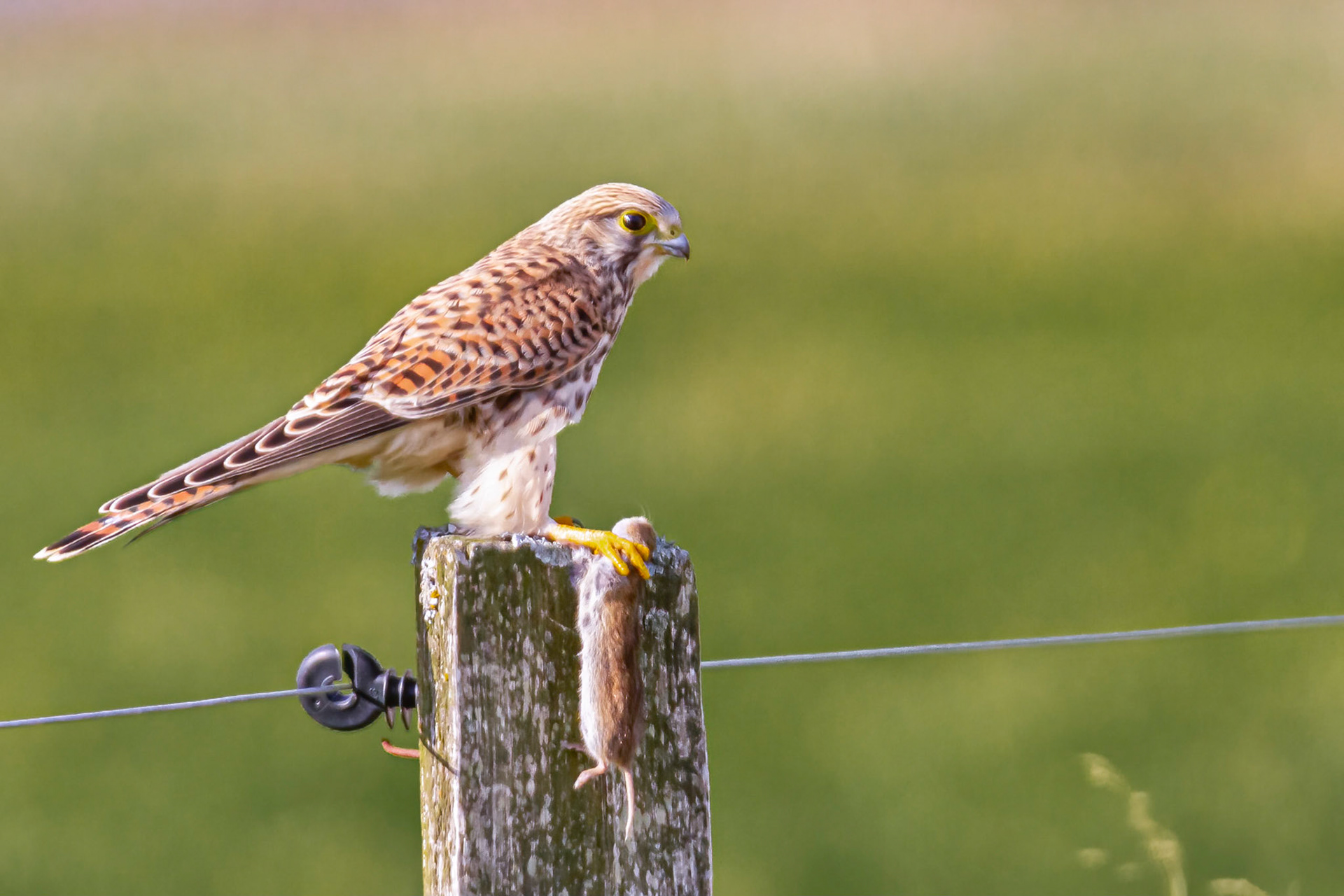 Tårnfalk med fanget rotte
