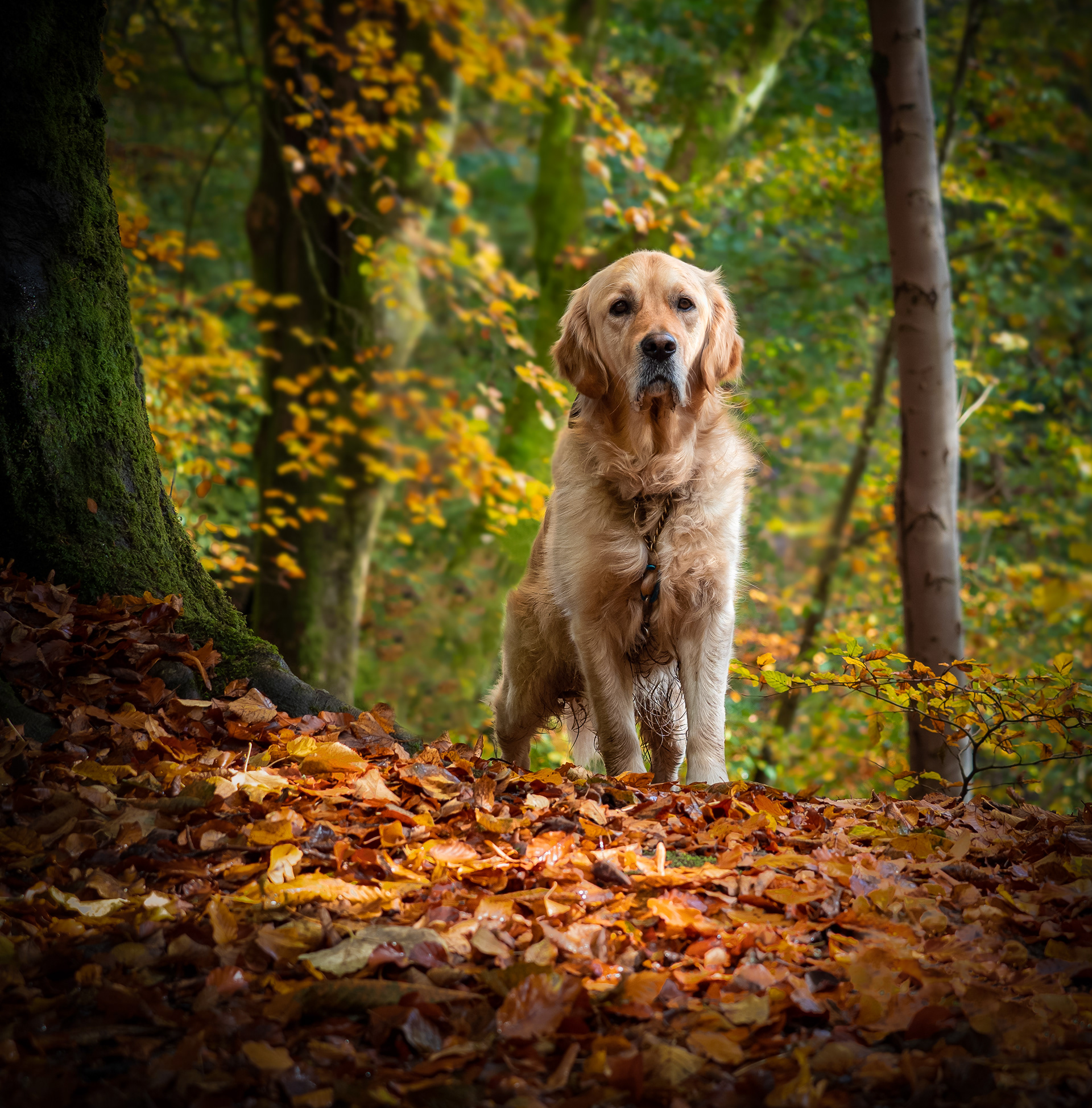 The Monarch of the Glen Park