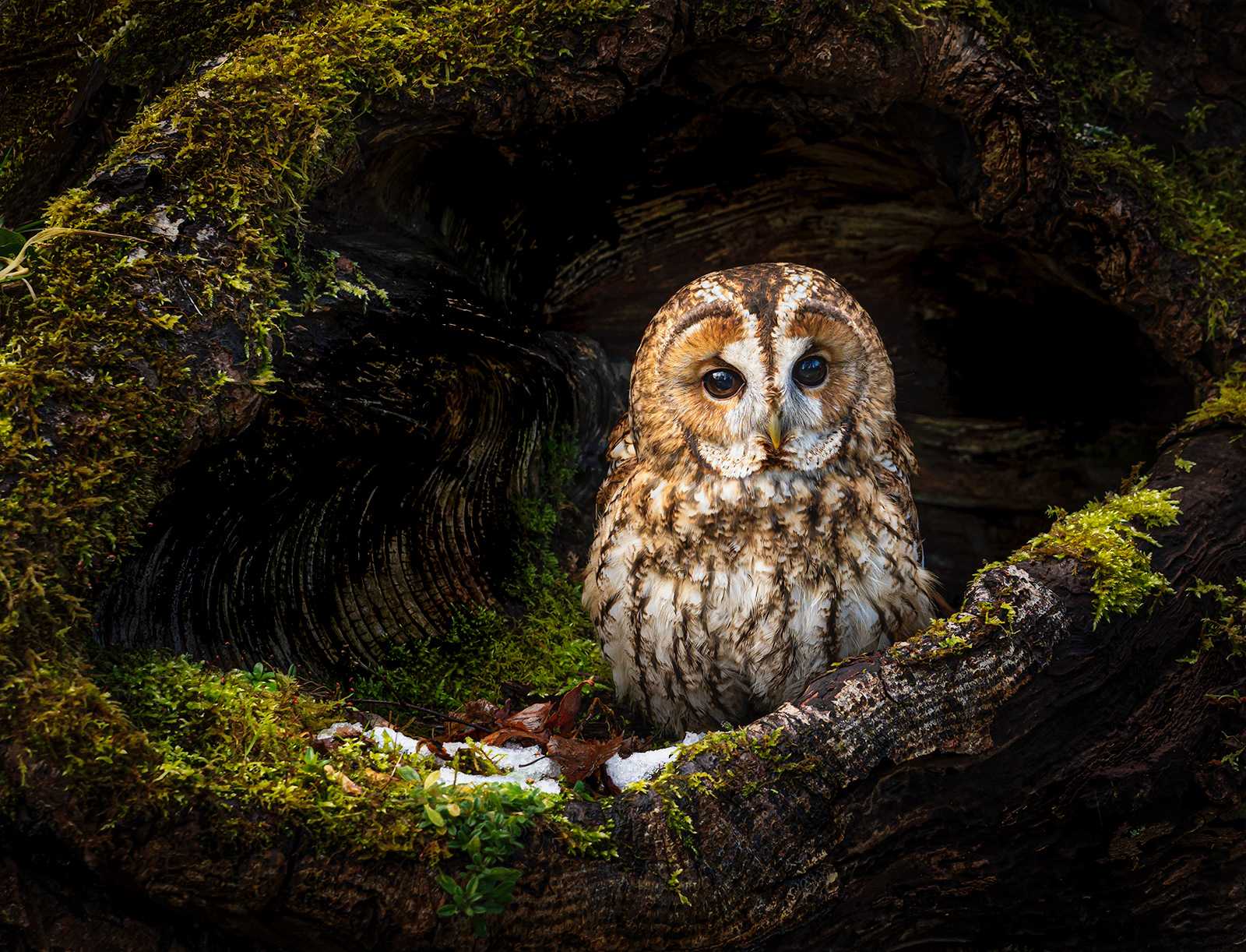 The Burrower SPF Gold award winner 2022