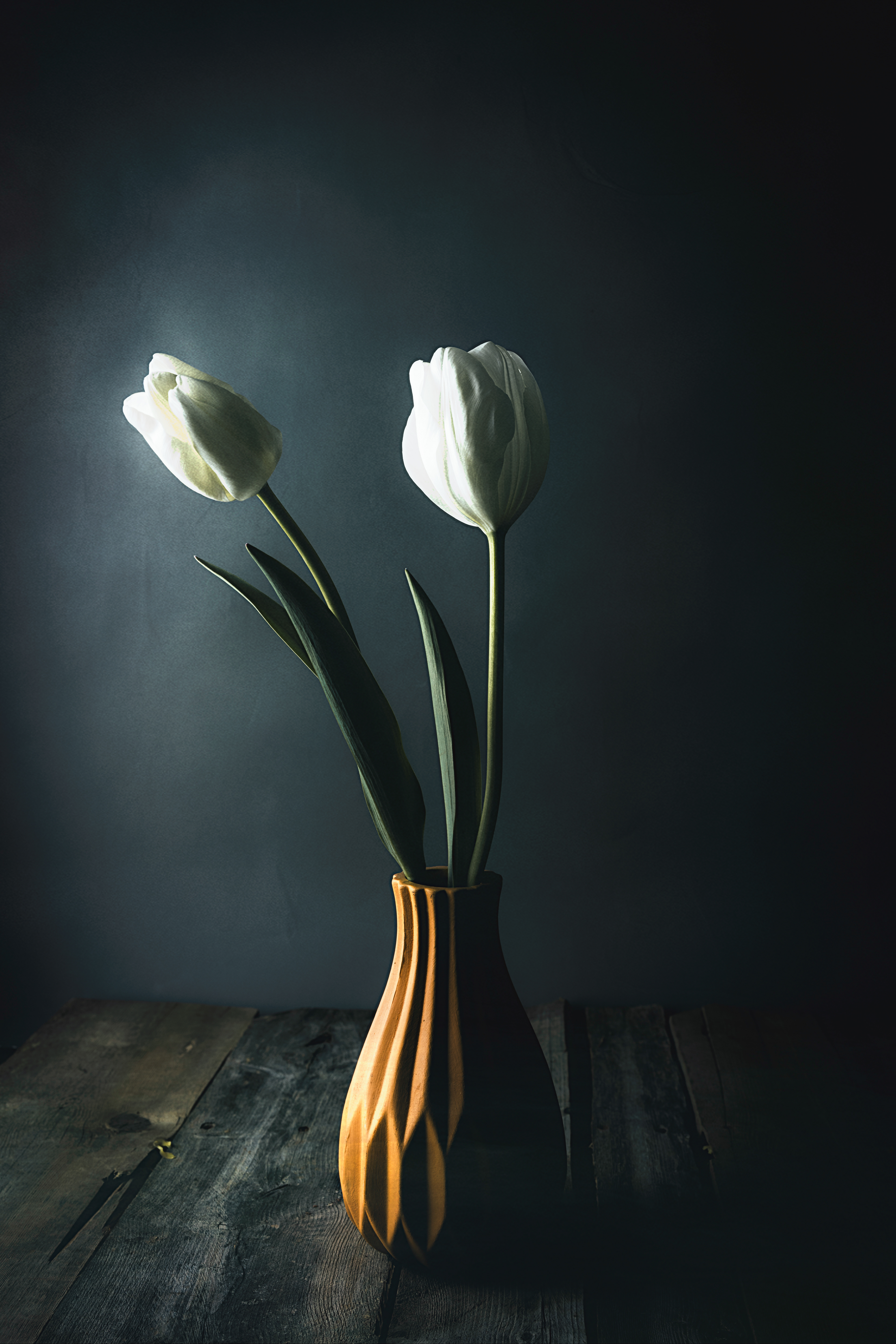 Glowing White Tulips