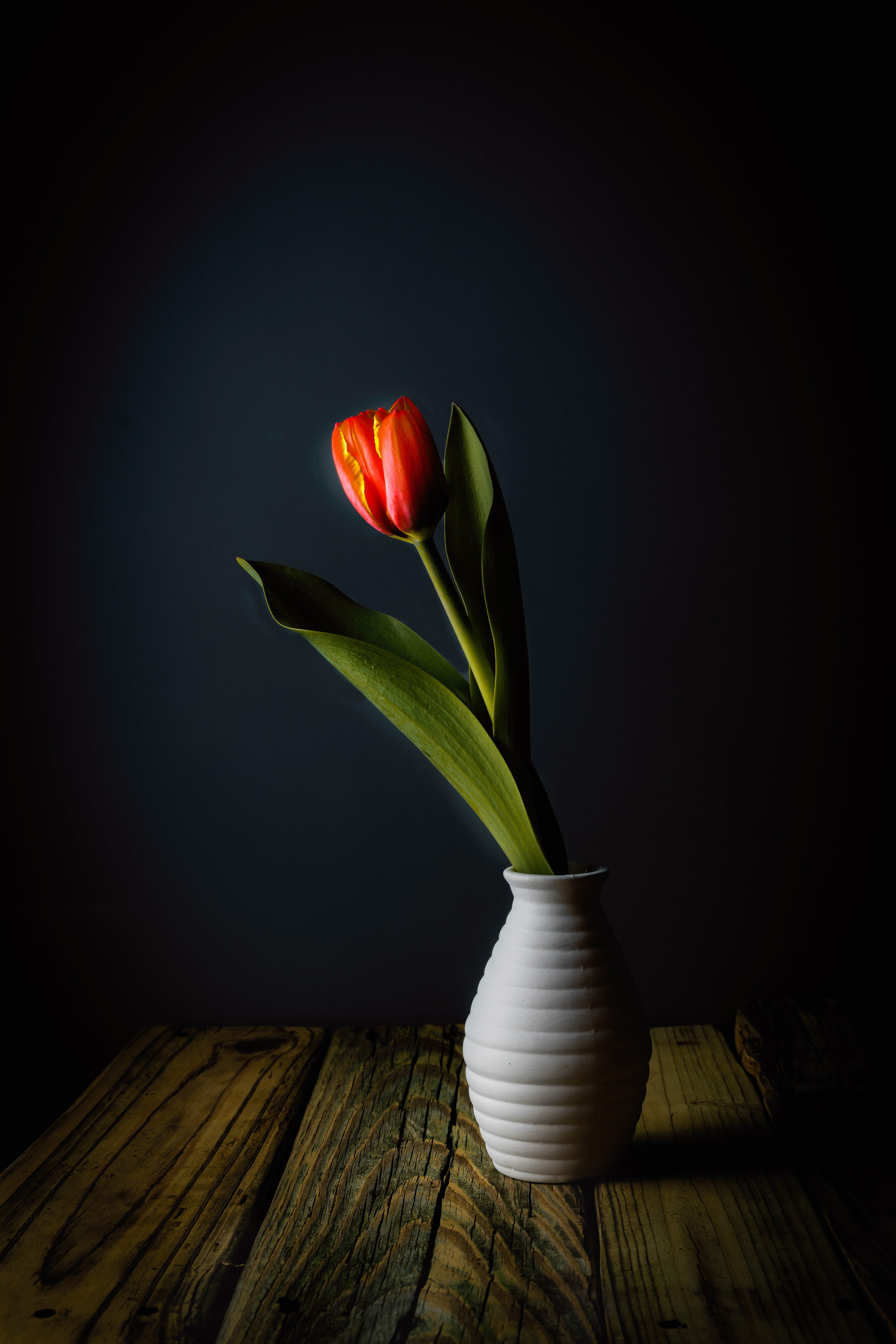 Moody Orange Tulip